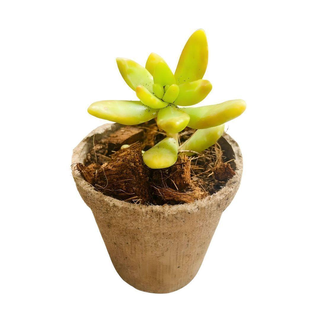 MINI SUCULENTAS PARA EVENTOS Y CELEBRACIONES-0