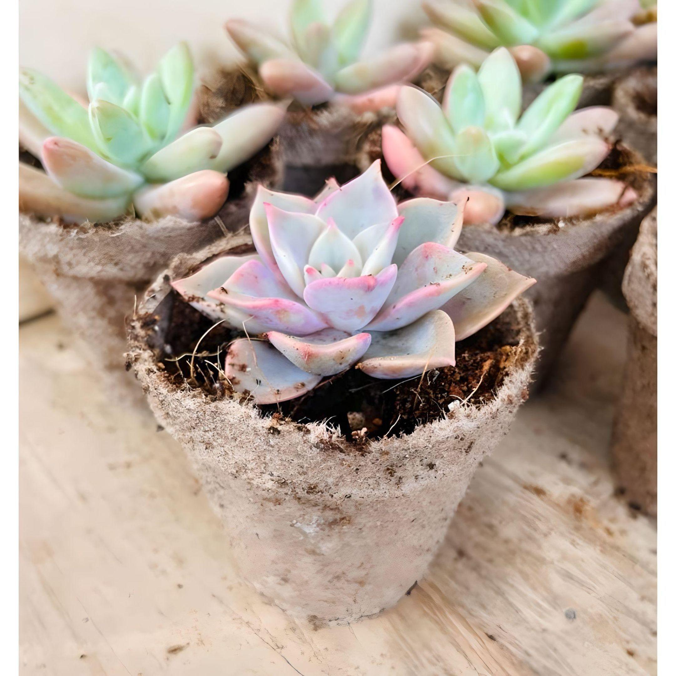 MINI SUCULENTAS PARA EVENTOS Y CELEBRACIONES-2