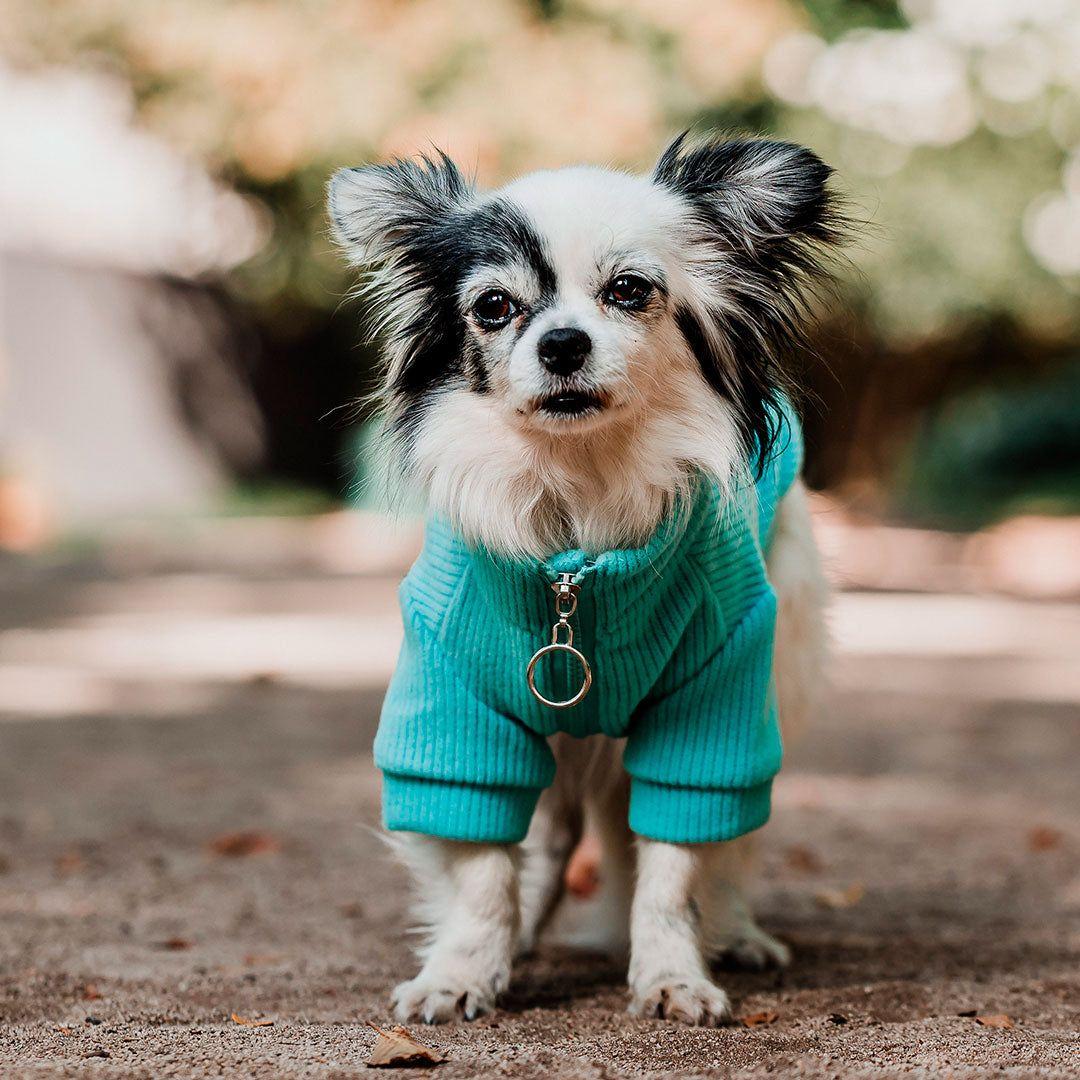 Pet Lounge Sweater Color Turquesa Perros y Gatos-7