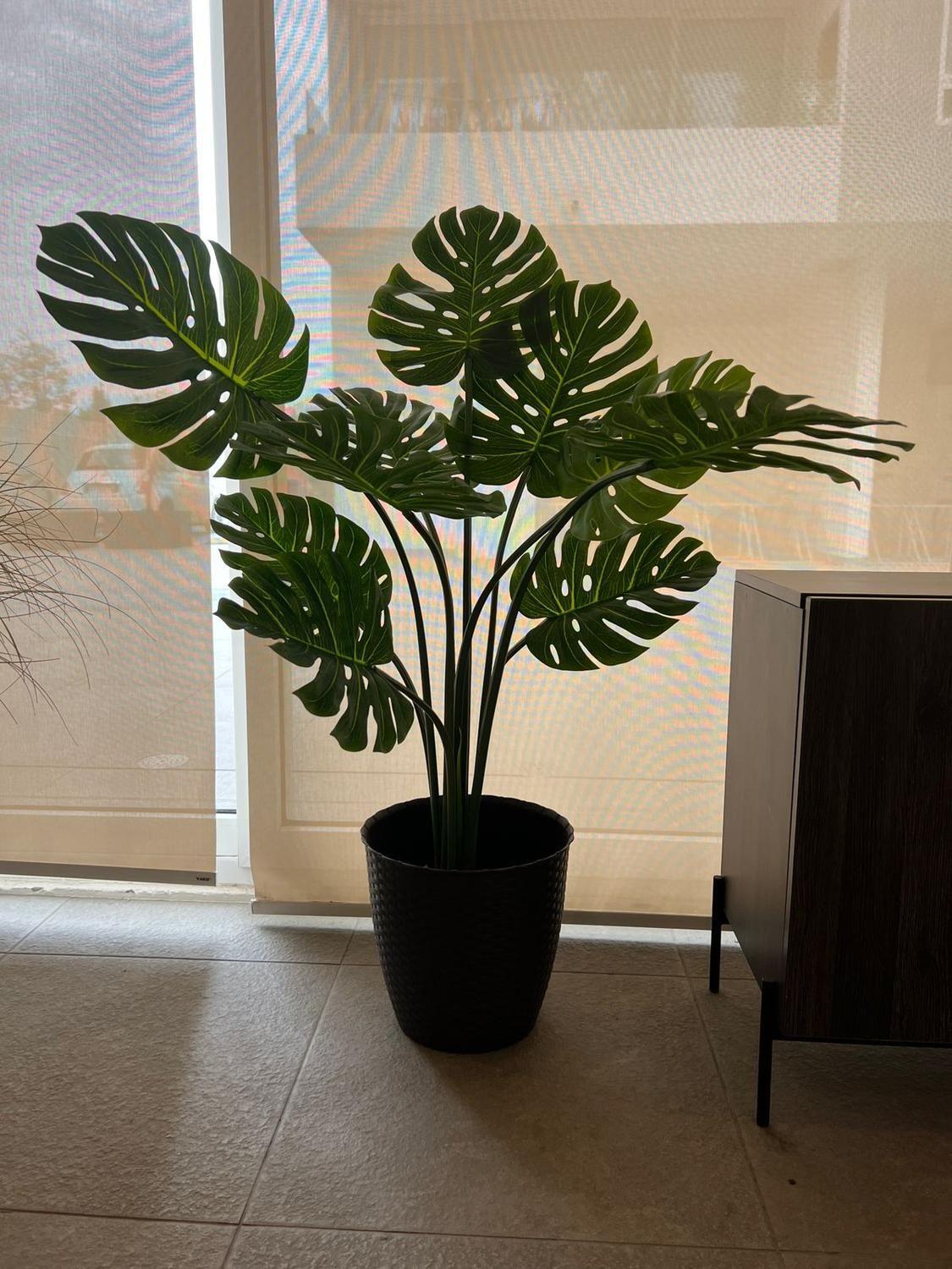 Monstera Premium 120 cm. / 10 Hojas Arbusto Real-2