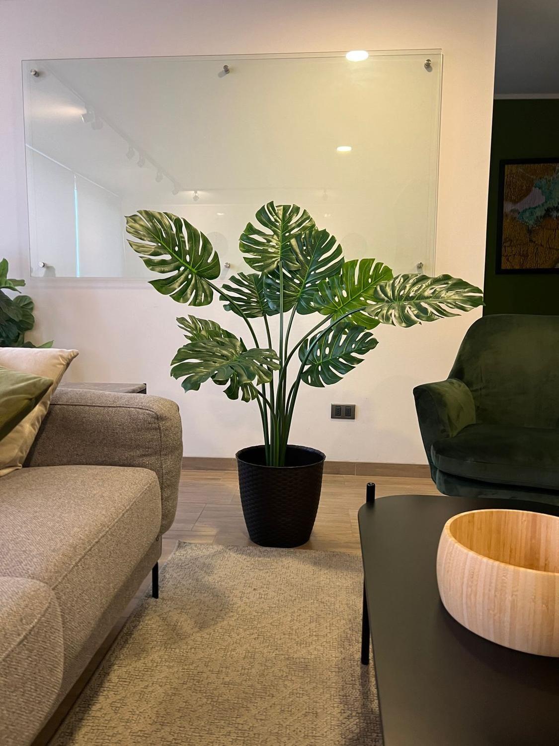 Monstera Premium 120 cm. / 10 Hojas Arbusto Real-3