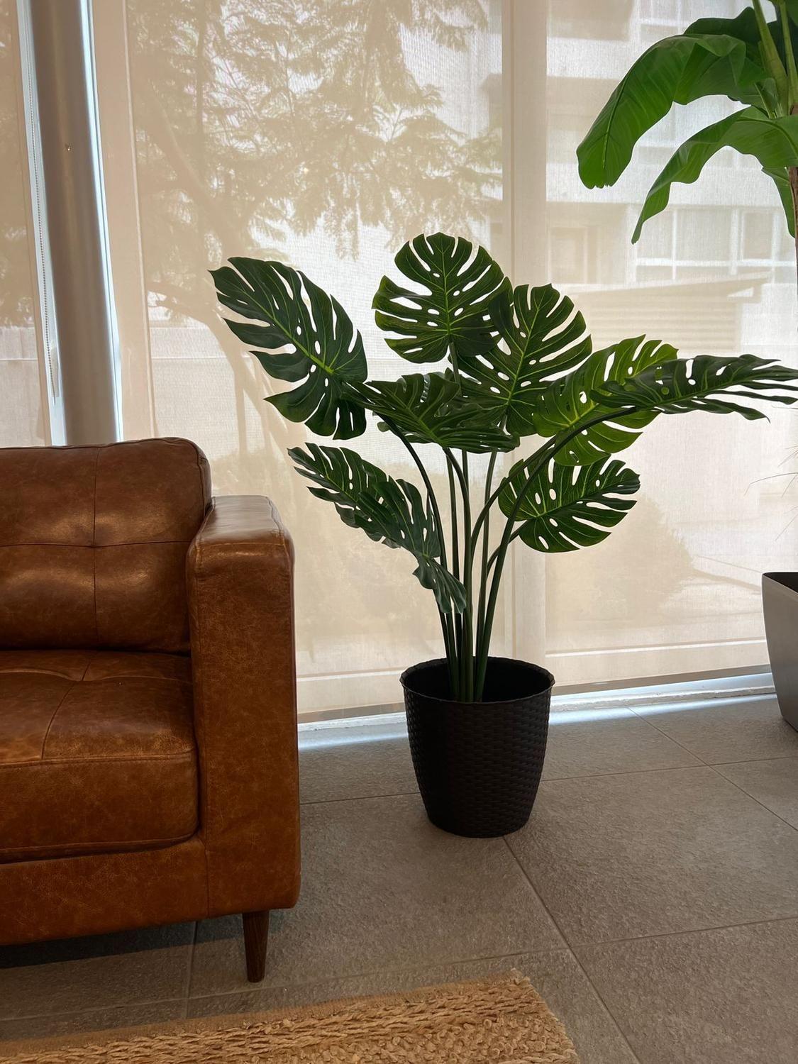 Monstera Premium 120 cm. / 10 Hojas Arbusto Real-4