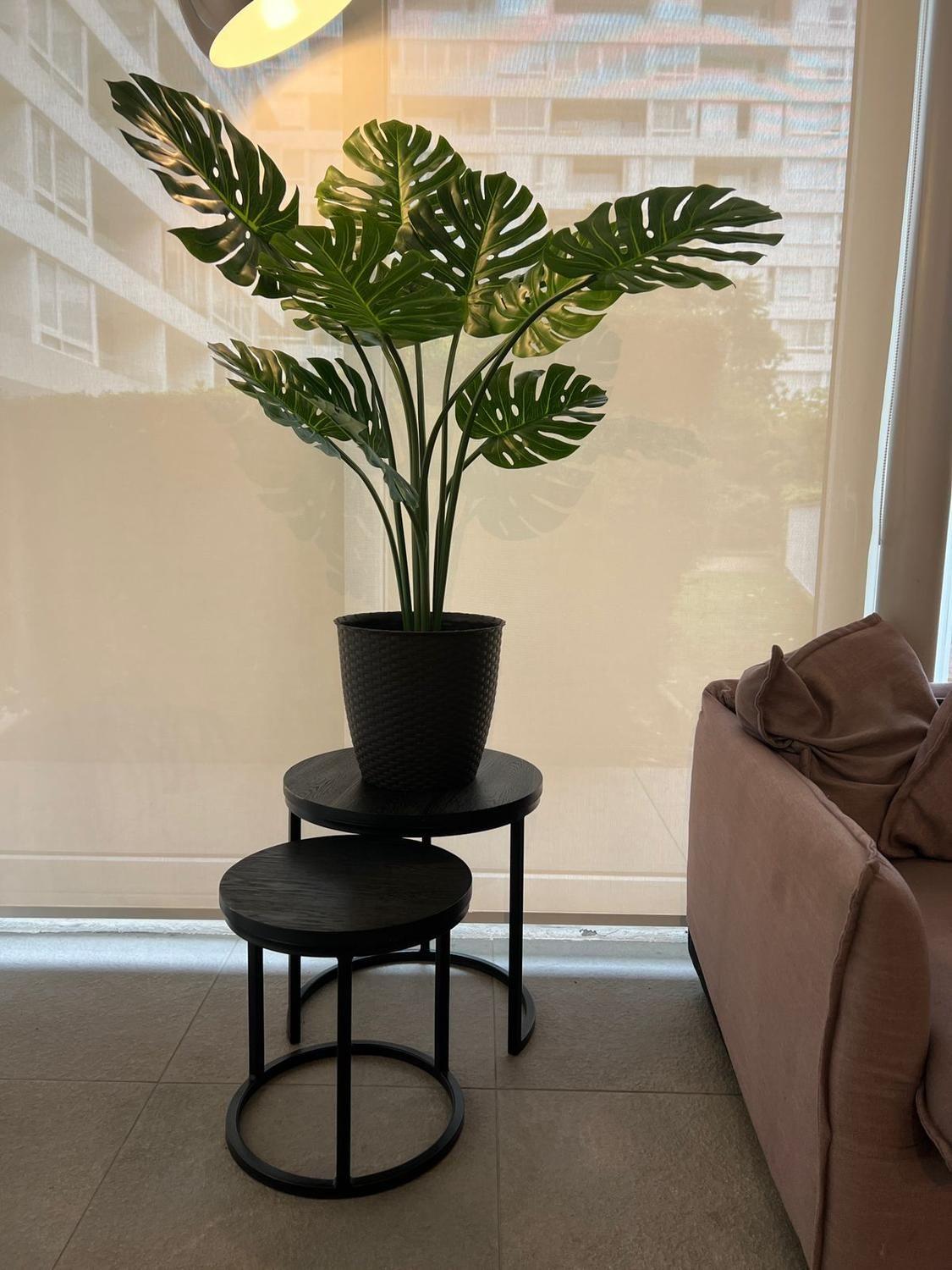 Monstera Premium 120 cm. / 10 Hojas Arbusto Real-5