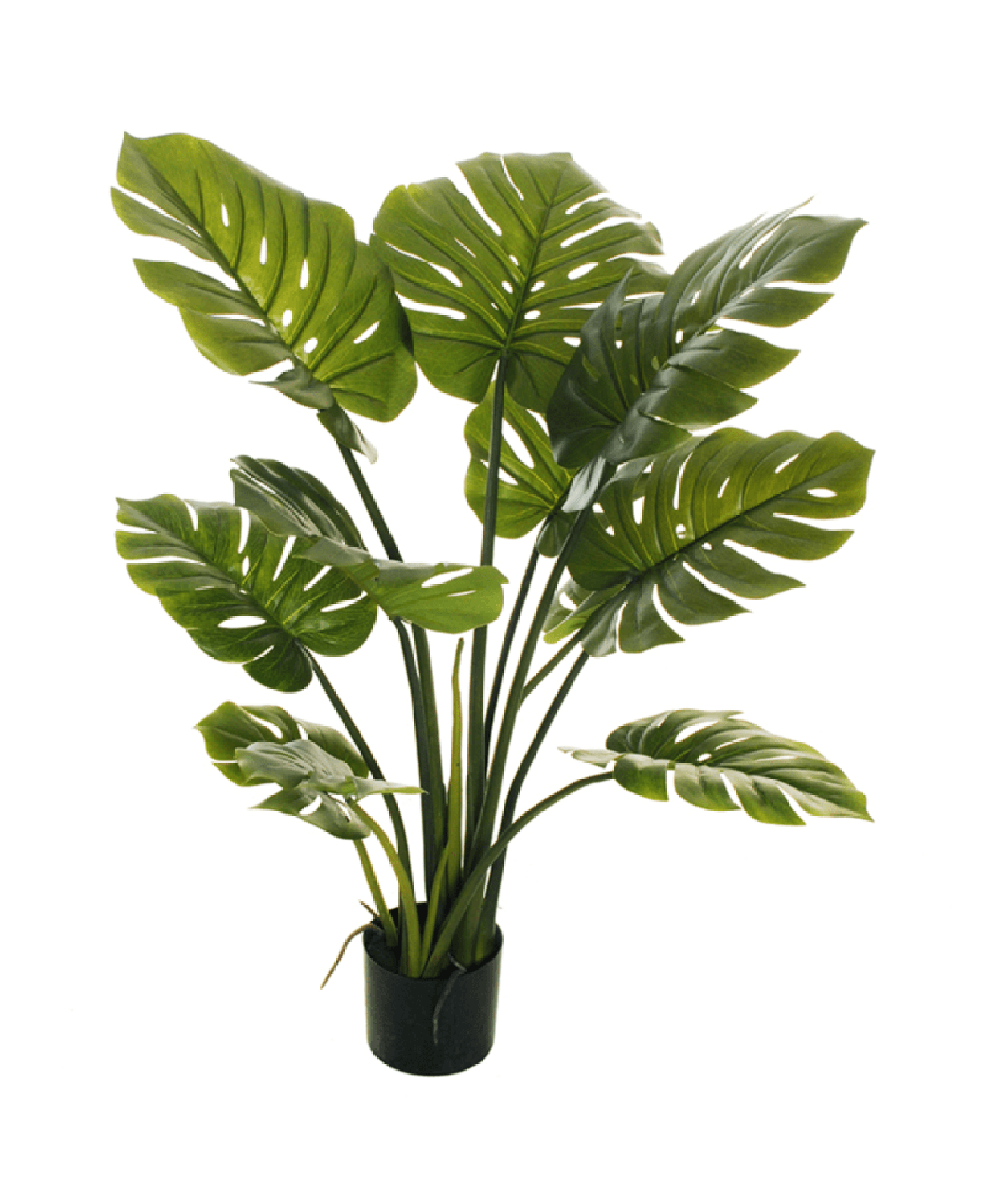 Monstera Premium 120 cm. / 10 Hojas Arbusto Real-8