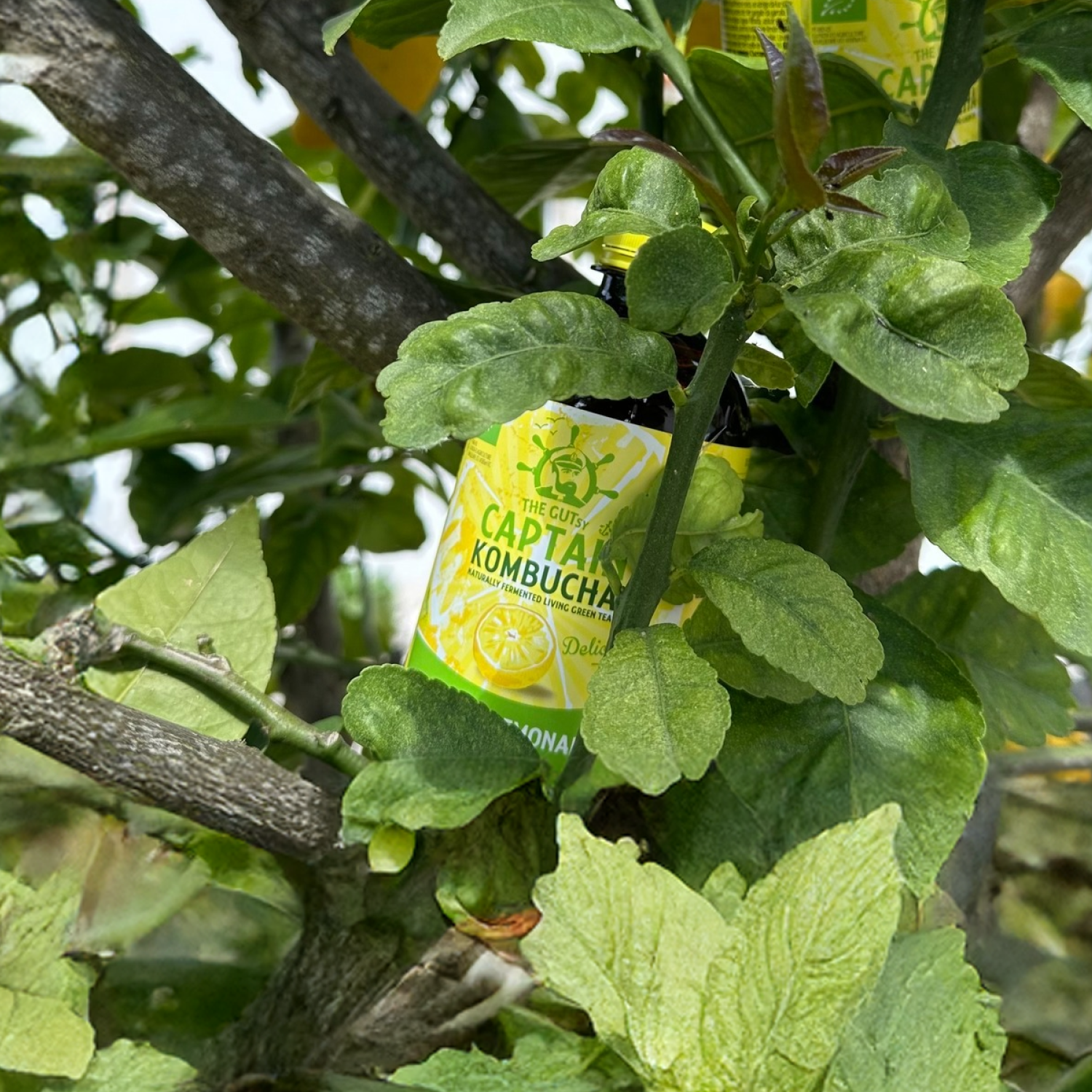 Kombucha Limonada Gutsy Captain - 400 ml -3