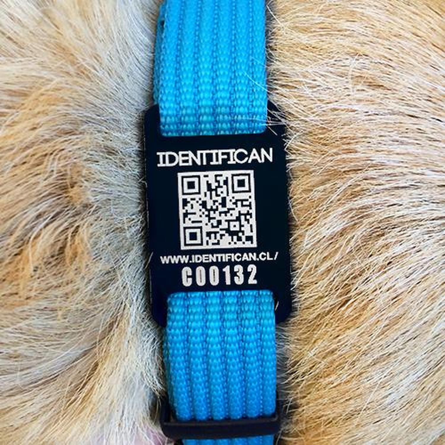 Collar Grande Petfy ID Celeste-3
