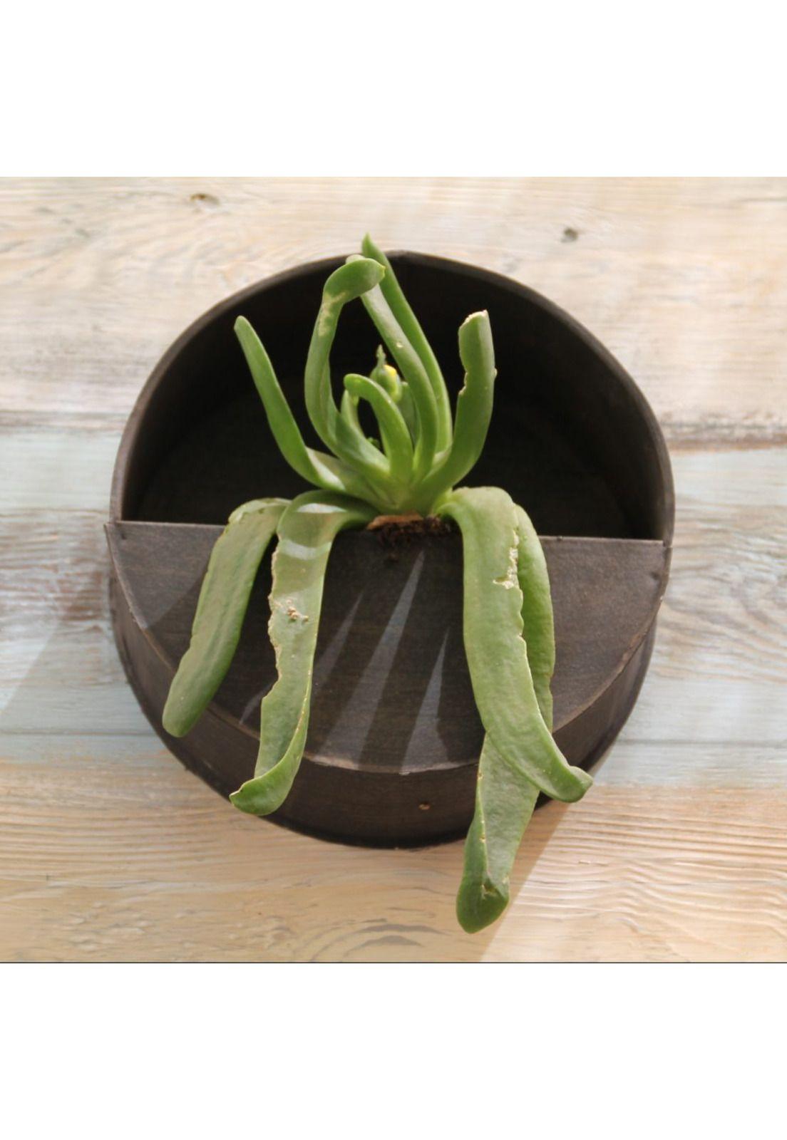 Macetero mural redondo chico-2