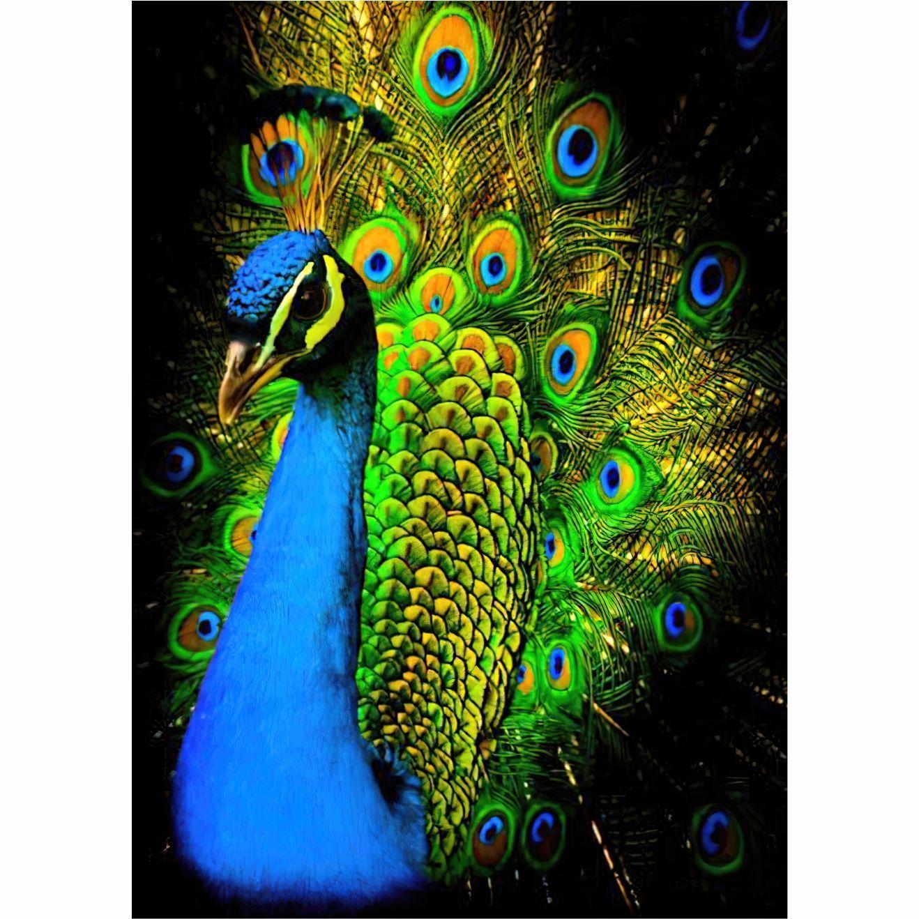 Cuadro decorativo "Pavo Real"-2