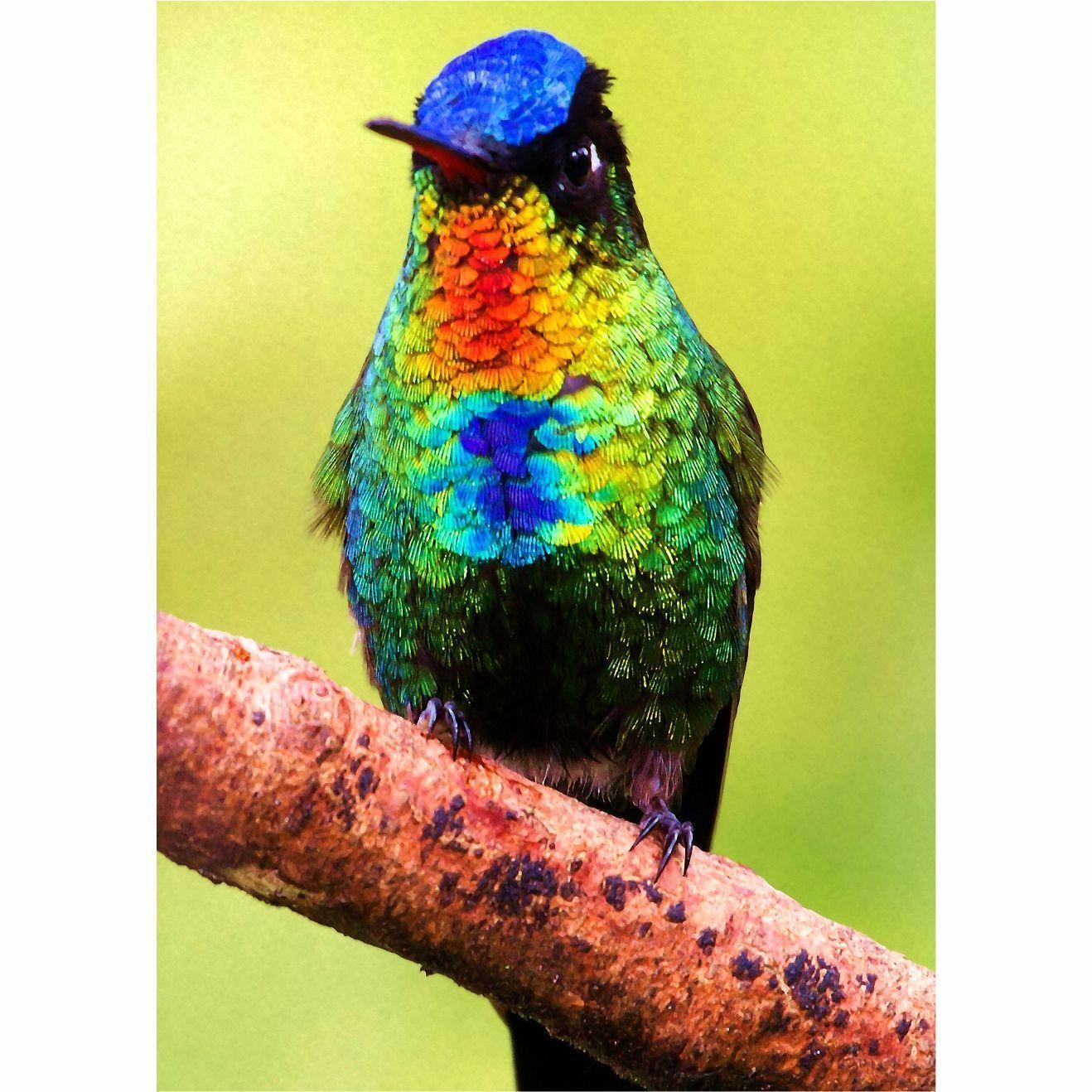 Cuadro decorativo "Colibrí Garganta de Fuego"-2