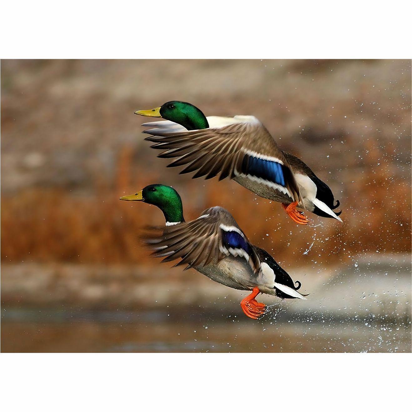 Cuadro decorativo Patos en Vuelo 50 x 70-2
