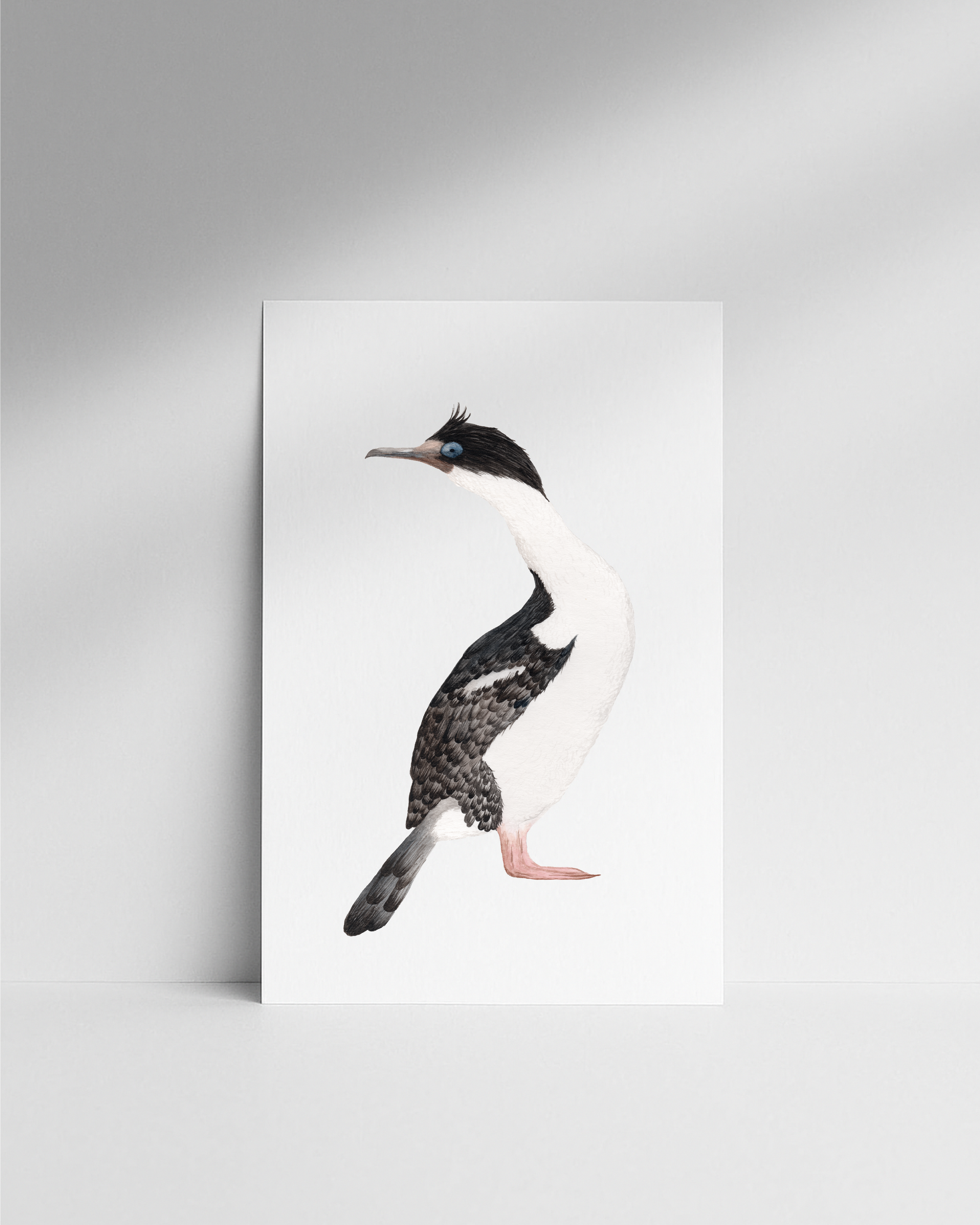 Set Láminas Aves de Chile 30x42-2