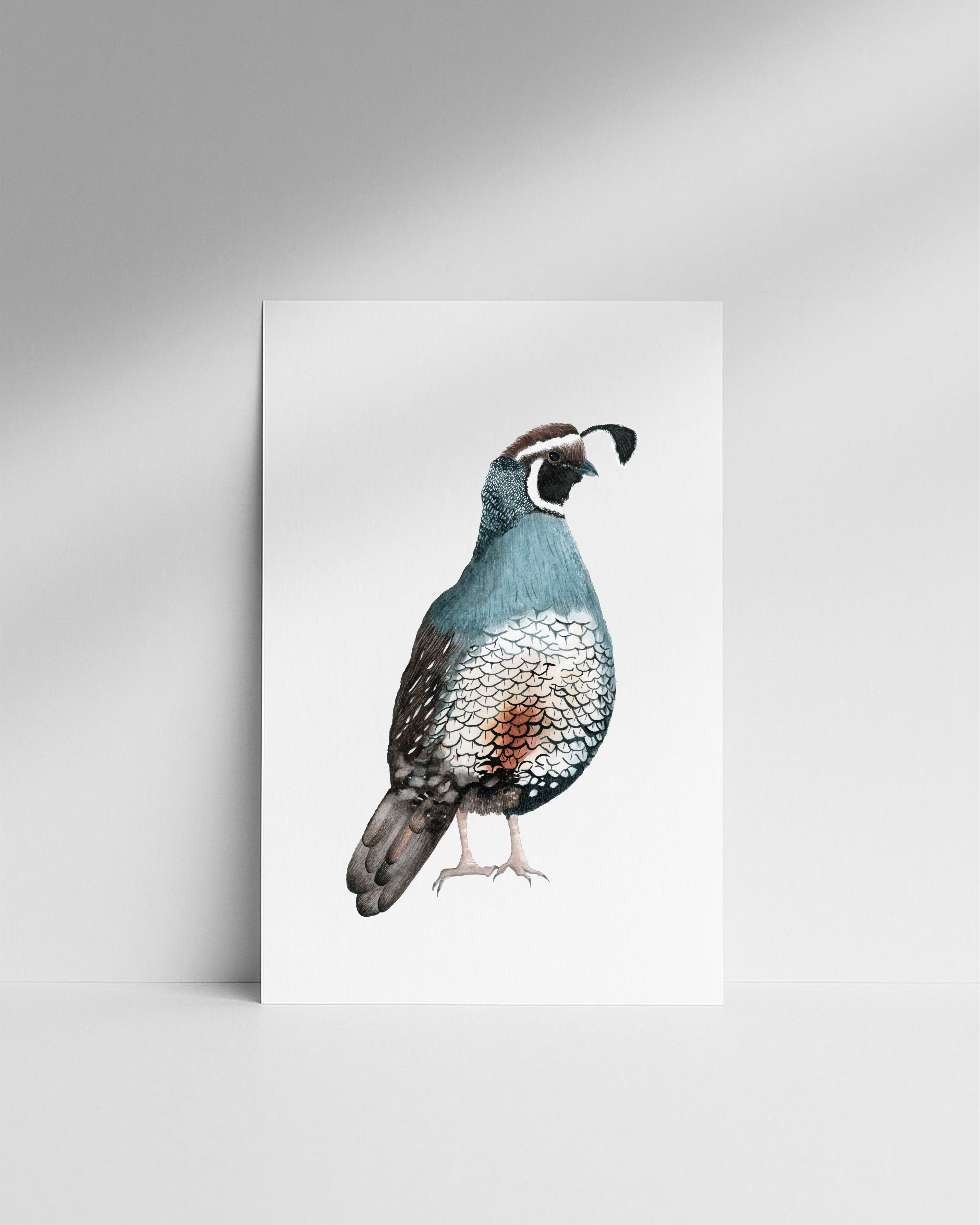 Set Láminas Aves de Chile 30x42-4