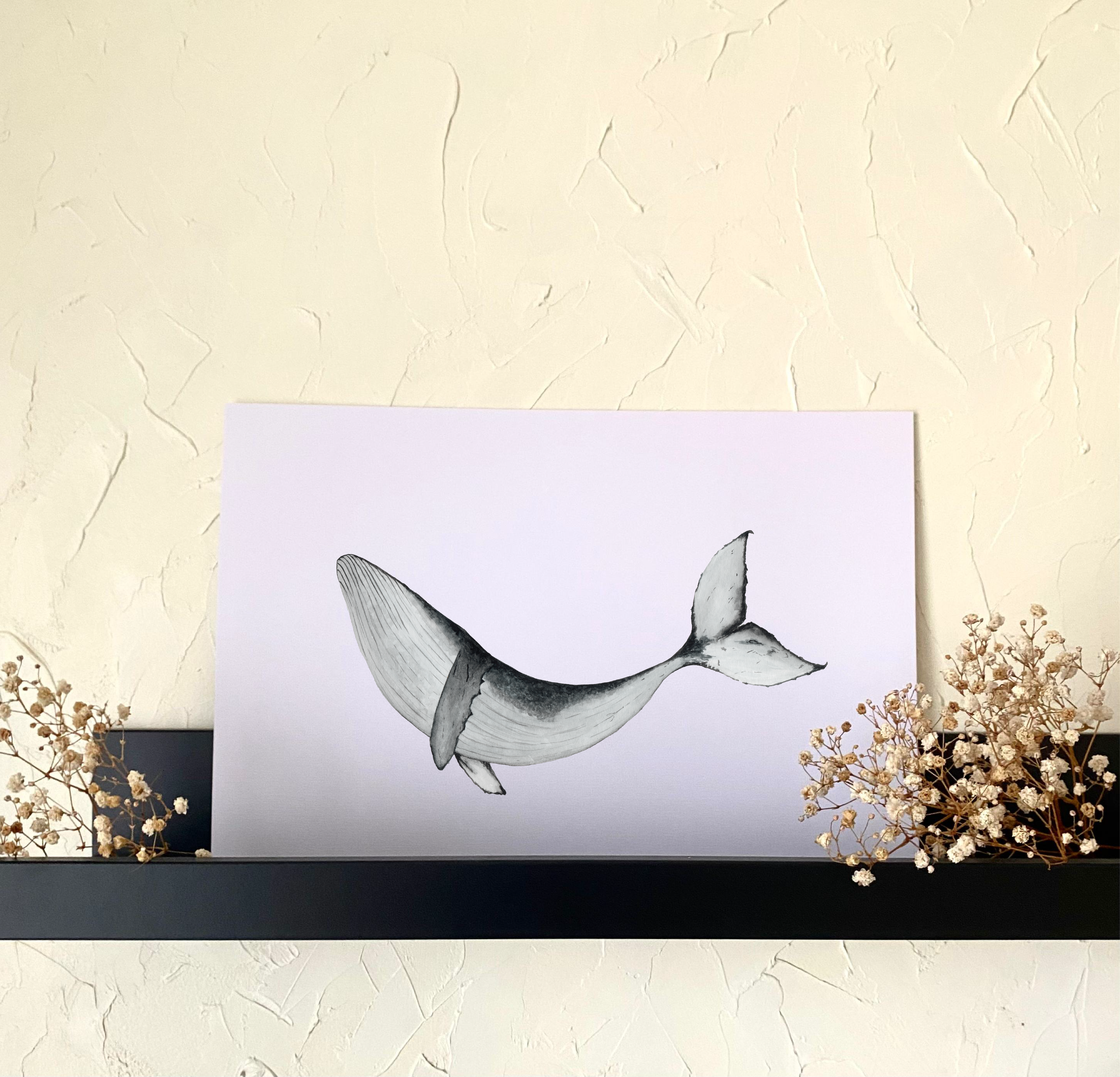Ilustración Ballena Jorobada 02 10x15cm -0