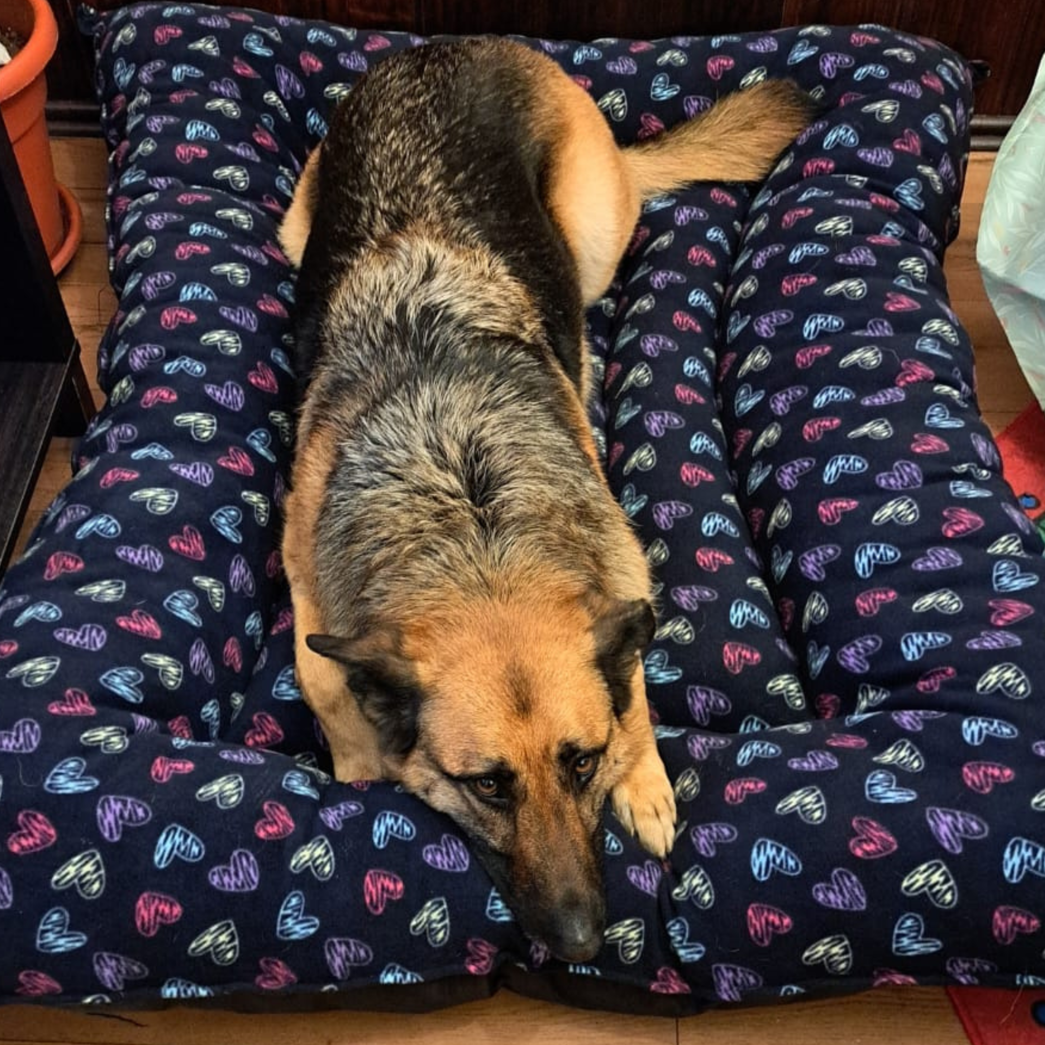 Cama Perro Lona Alta Densidad Impermeable | Fácil Limpieza | Perros Grandes y Chicos-4