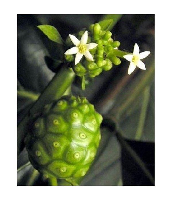 Genesis Today Power 4 Super Jugo De Noni Goji Acai Mango Organico 30000mg 1 Litro-2