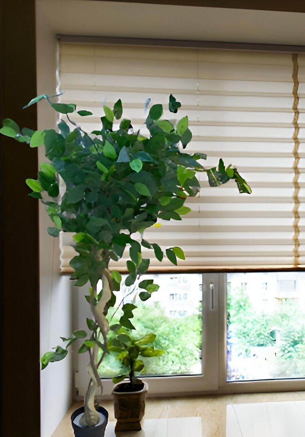 Árbol Artificial Realista Ficus Trenzado Jhn-6