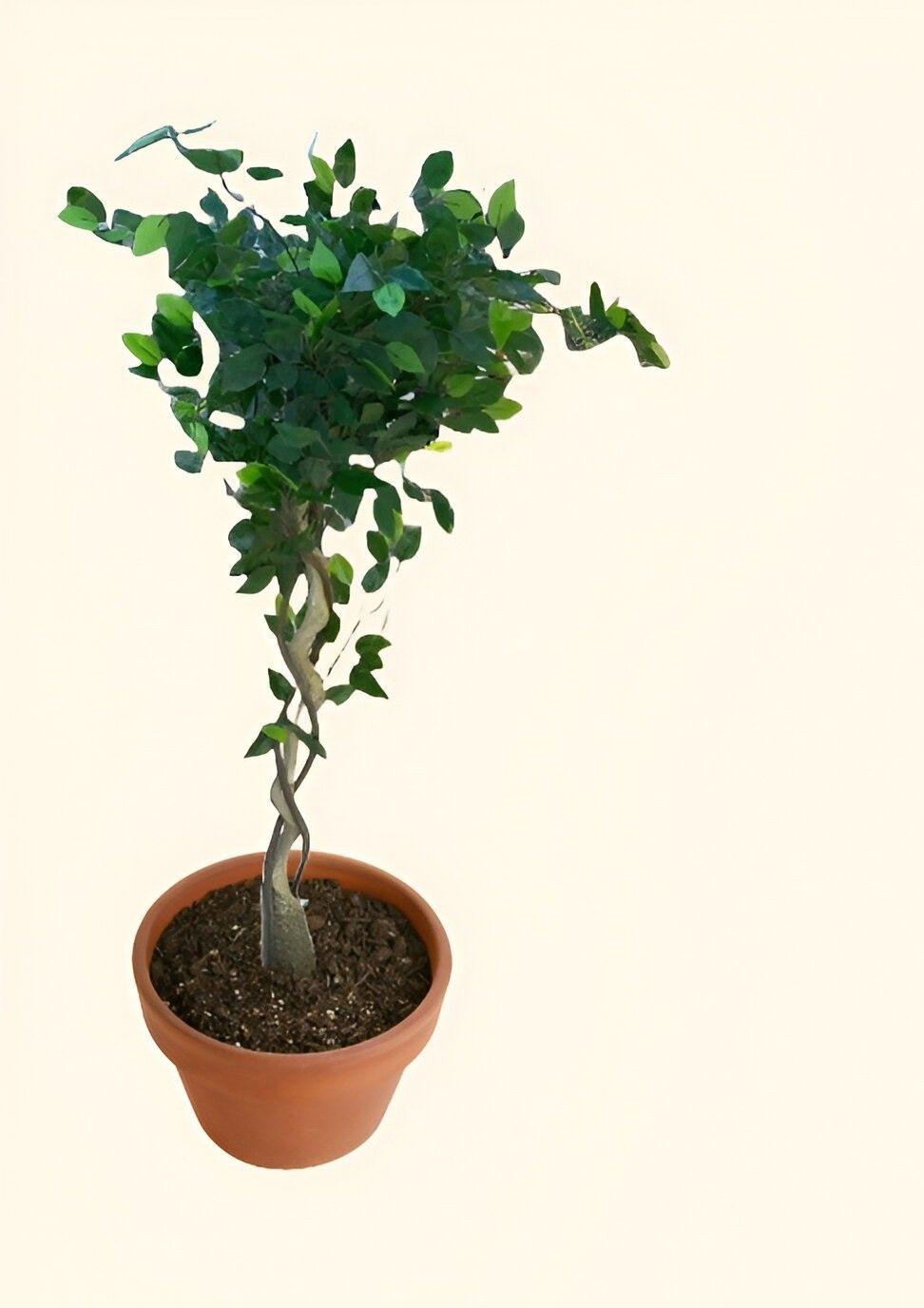 Árbol Artificial Realista Ficus Trenzado Jhn-7