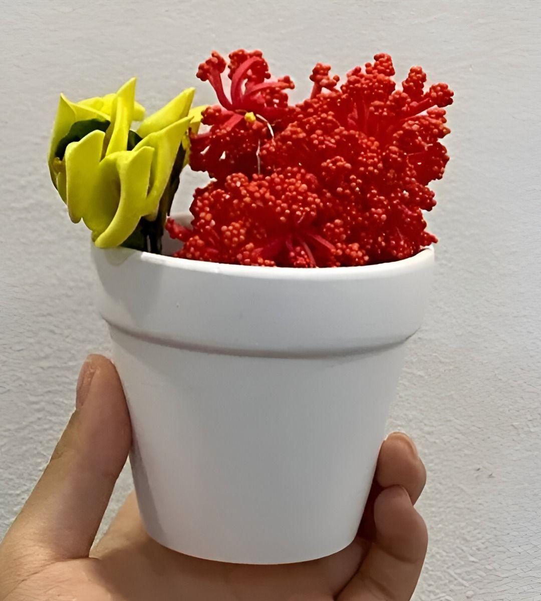 Set 6 Macetero Mini Suculentas Jardinería Cultivo Jhn-7