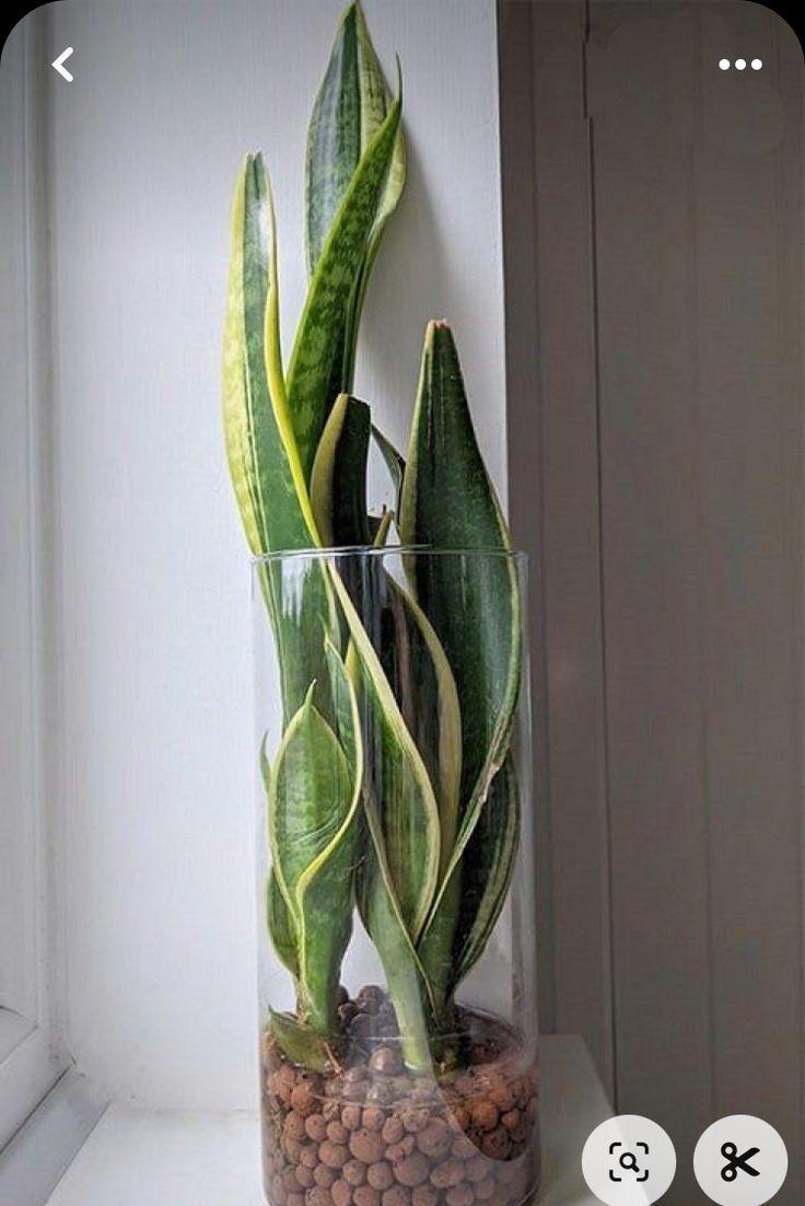 Leca Arlita O Arcilla Expandida 12 Litros-3