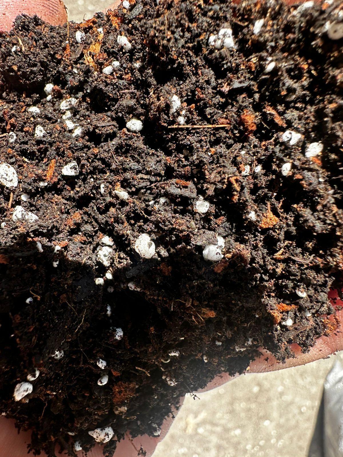 Sustrato Mix Plantas De Interior y Exterior 10 Litros-2