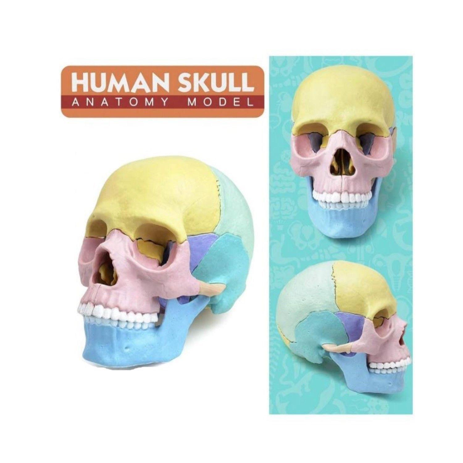 Rompecabezas 3D Modelo Anatómico del Cráneo Humano 55633-5