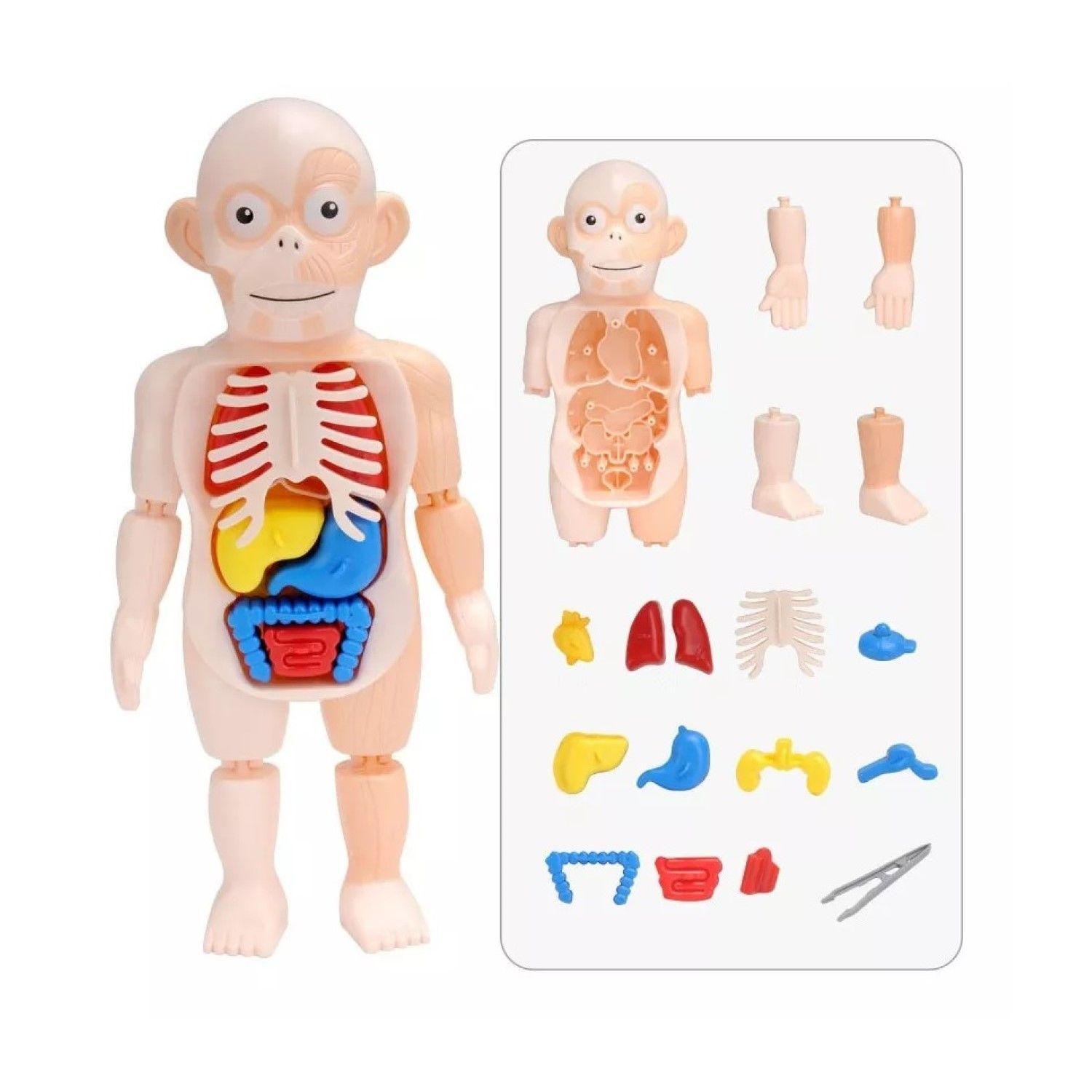 Juguete Rompecabezas Anatomía del Cuerpo Humano 55706-2
