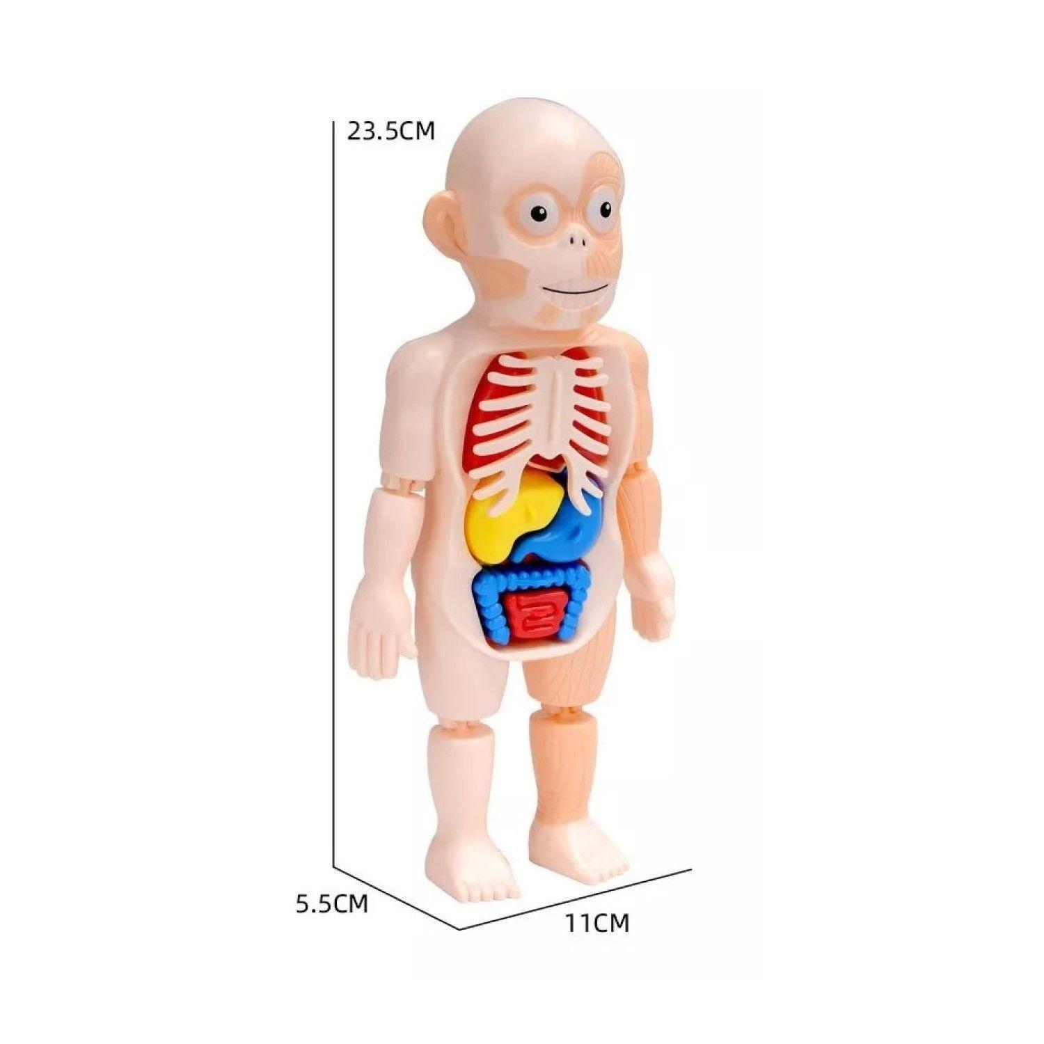 Juguete Rompecabezas Anatomía del Cuerpo Humano 55706-5