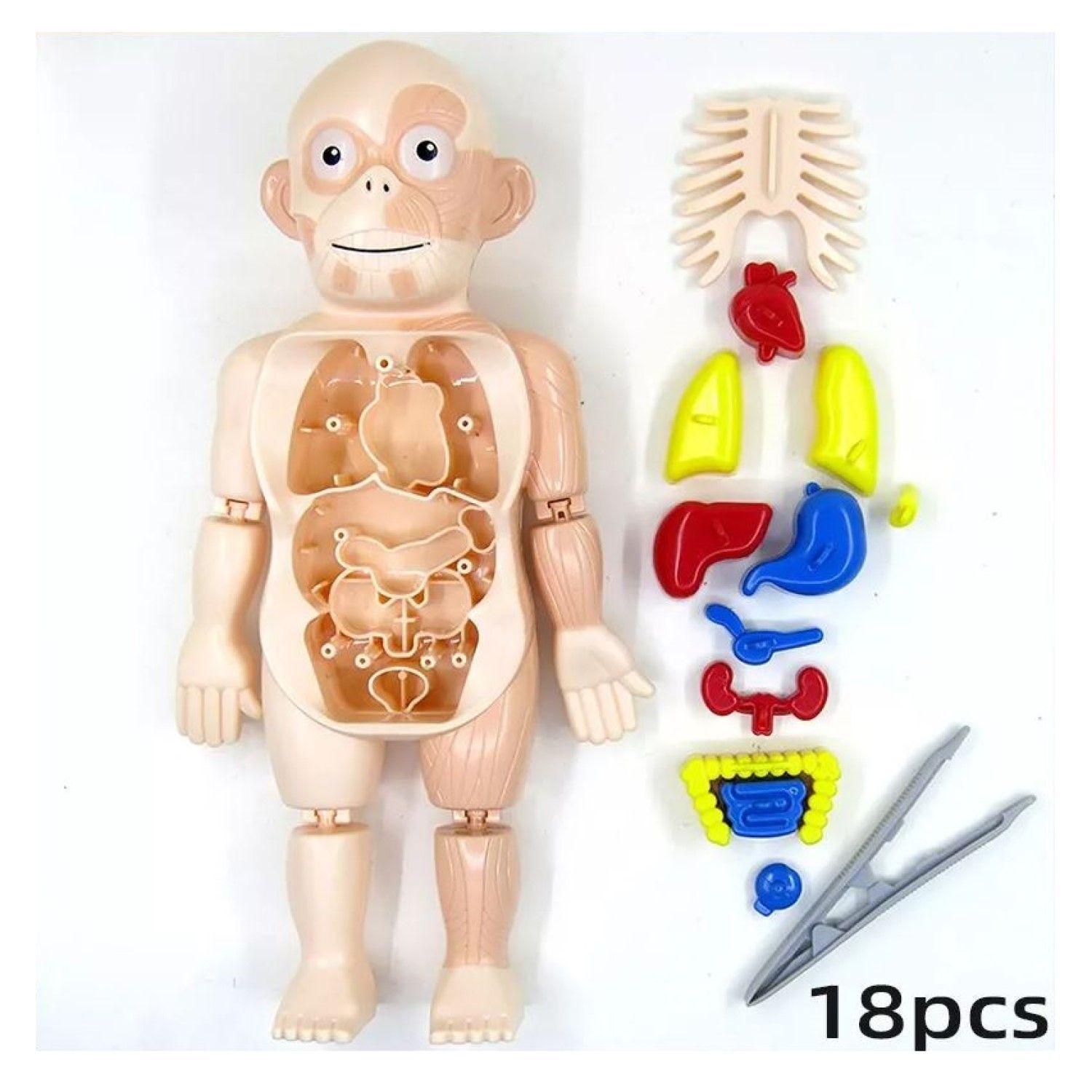 Juguete Rompecabezas Anatomía del Cuerpo Humano 55706-6