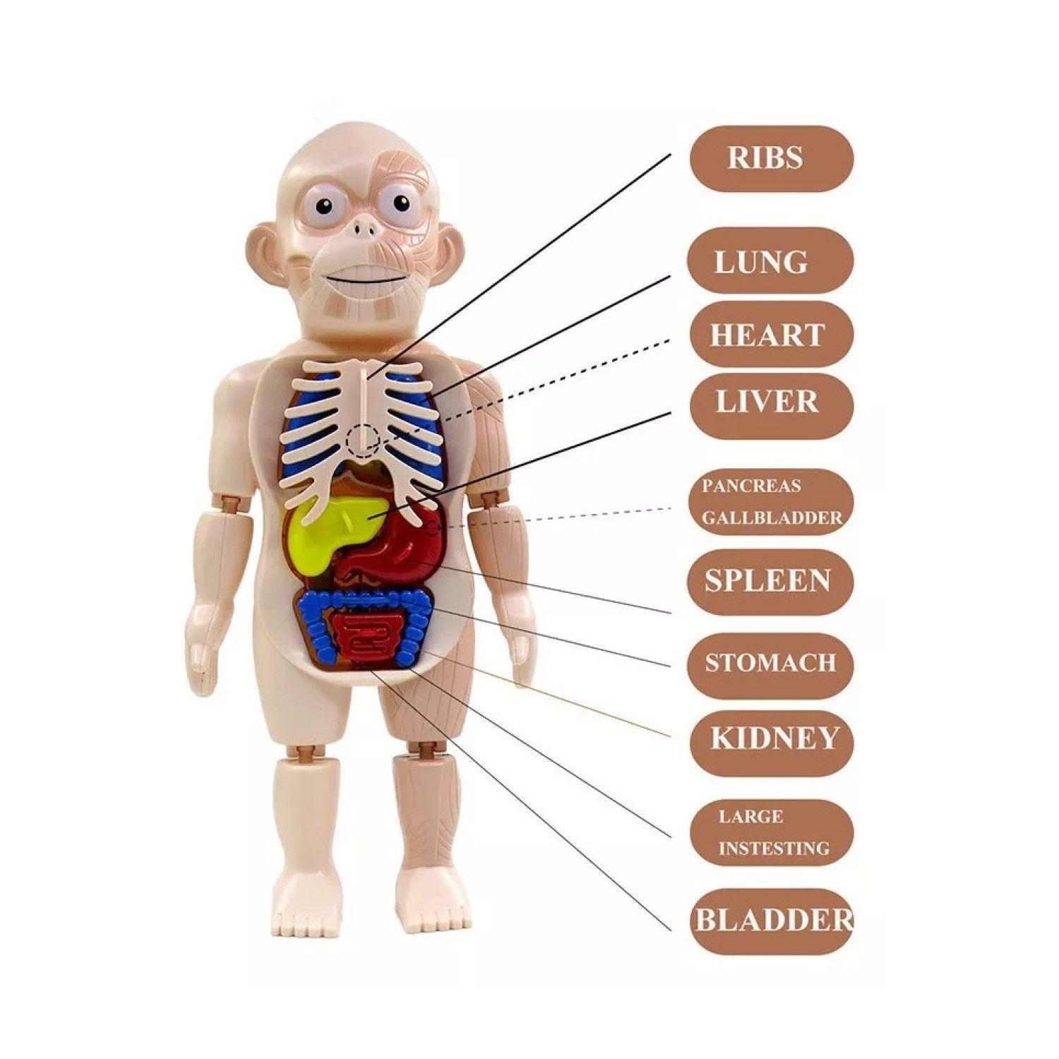 Juguete Rompecabezas Anatomía del Cuerpo Humano 55706-7