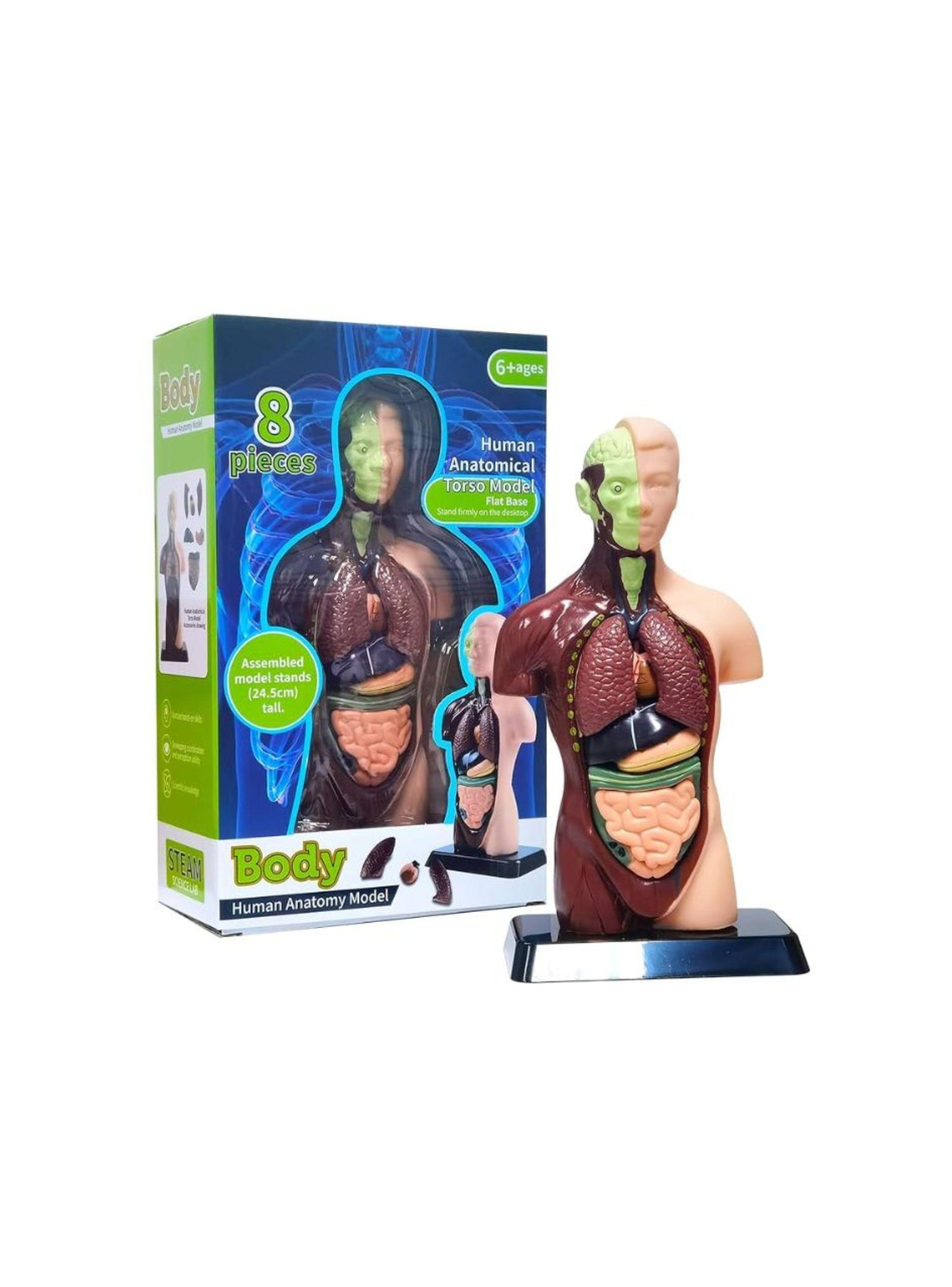 Kit Maqueta Organos Cuerpo Humano 3d Desmontable Educativo-0