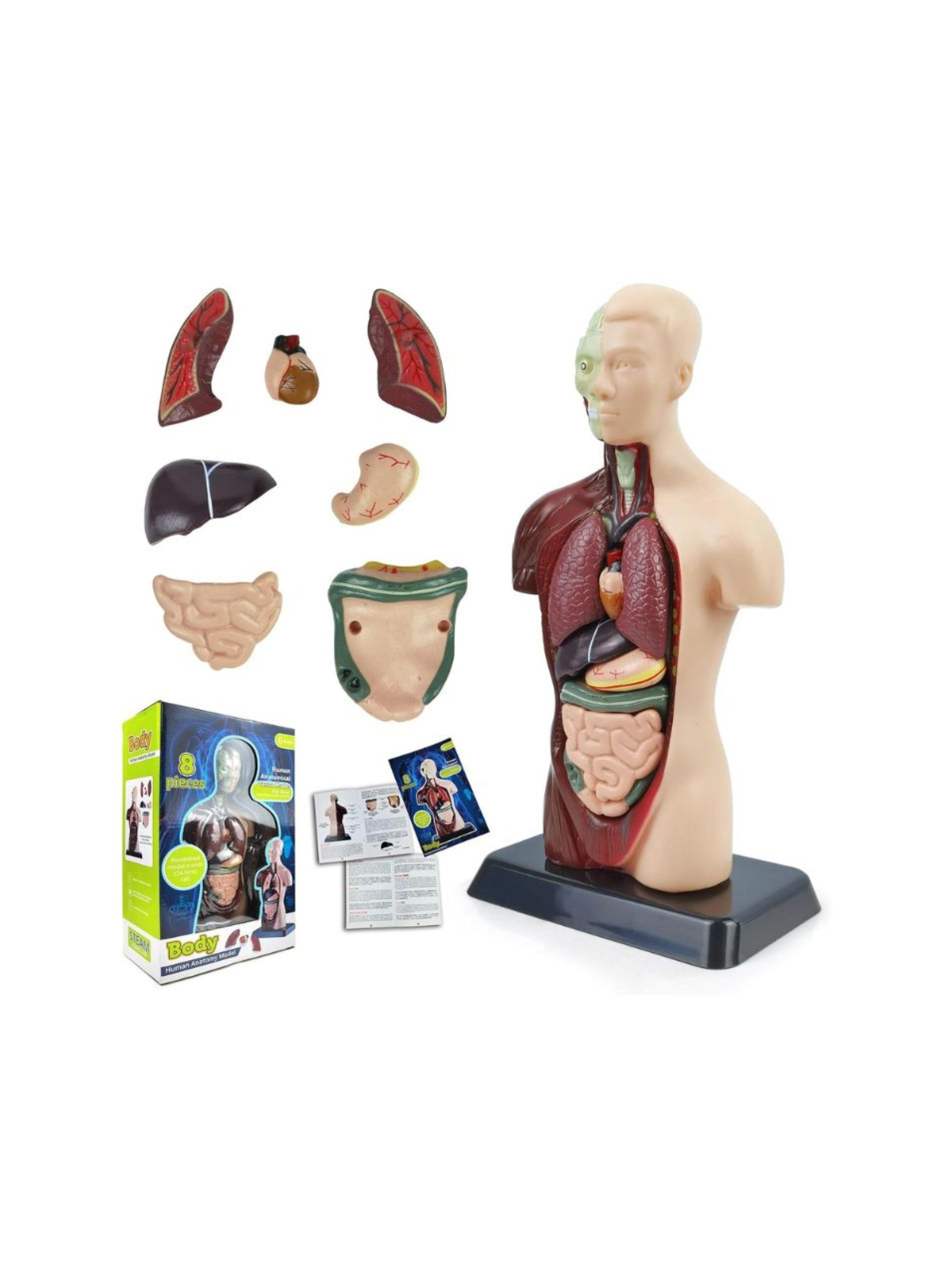 Kit Maqueta Organos Cuerpo Humano 3d Desmontable Educativo-1