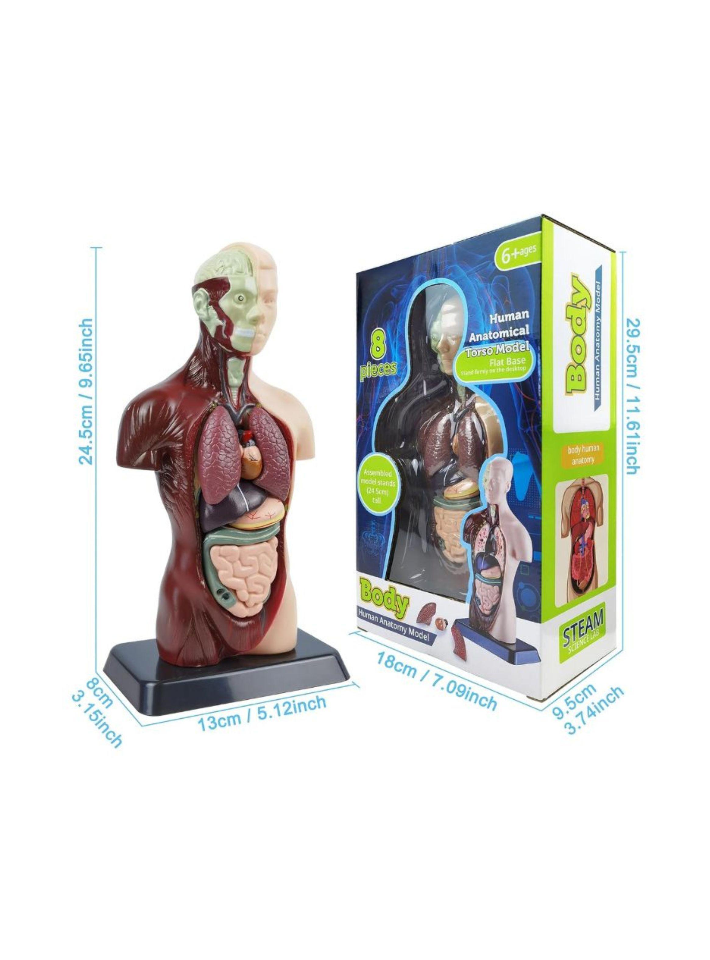 Kit Maqueta Organos Cuerpo Humano 3d Desmontable Educativo-2