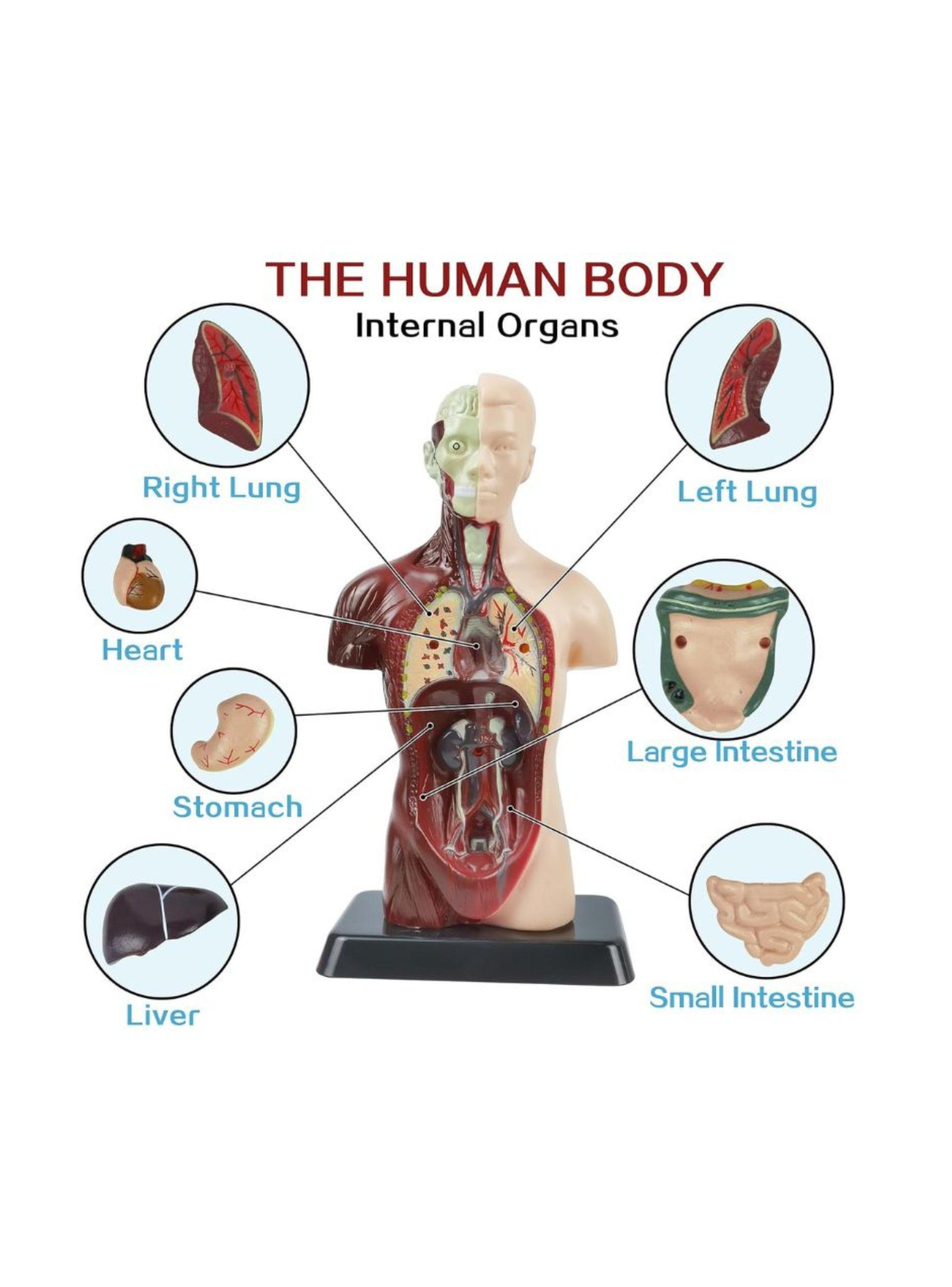 Kit Maqueta Organos Cuerpo Humano 3d Desmontable Educativo-3