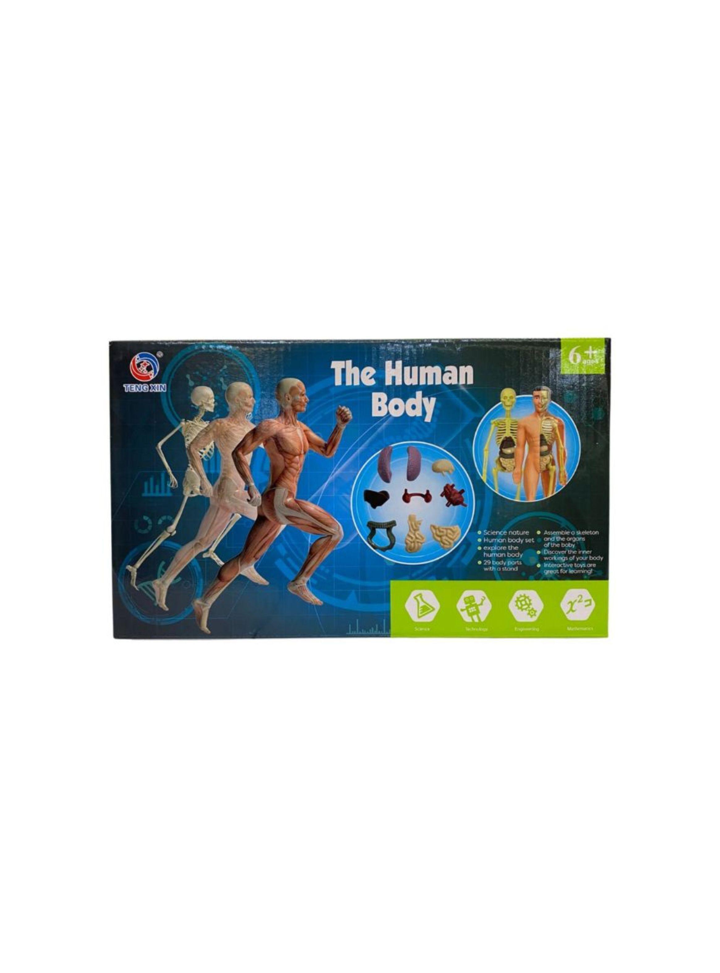 Kit de Aprendizaje Muñeco Cuerpo Humano 3D para Niños-0