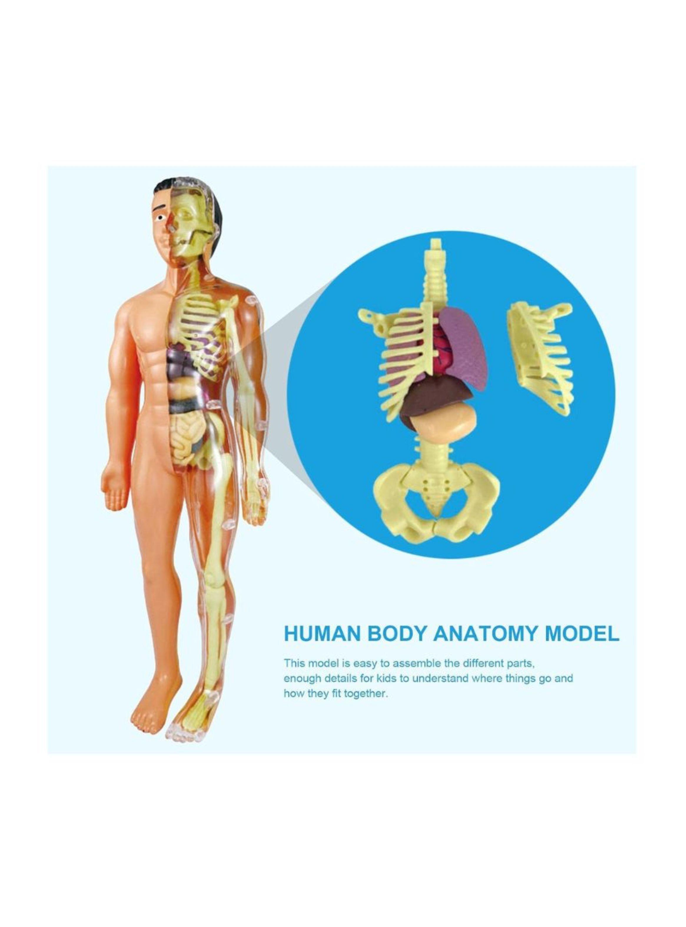 Kit de Aprendizaje Muñeco Cuerpo Humano 3D para Niños-1