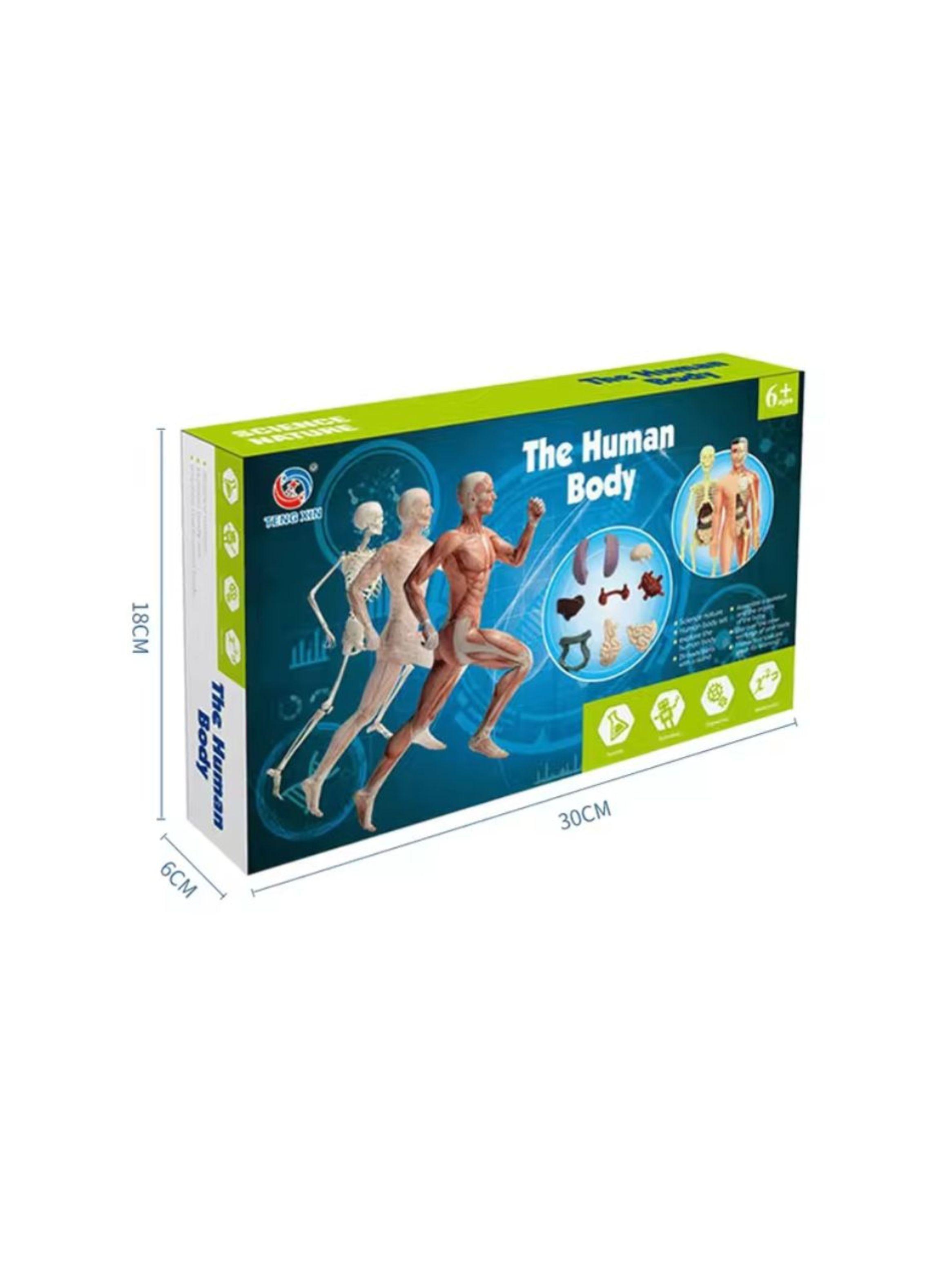 Kit de Aprendizaje Muñeco Cuerpo Humano 3D para Niños-2
