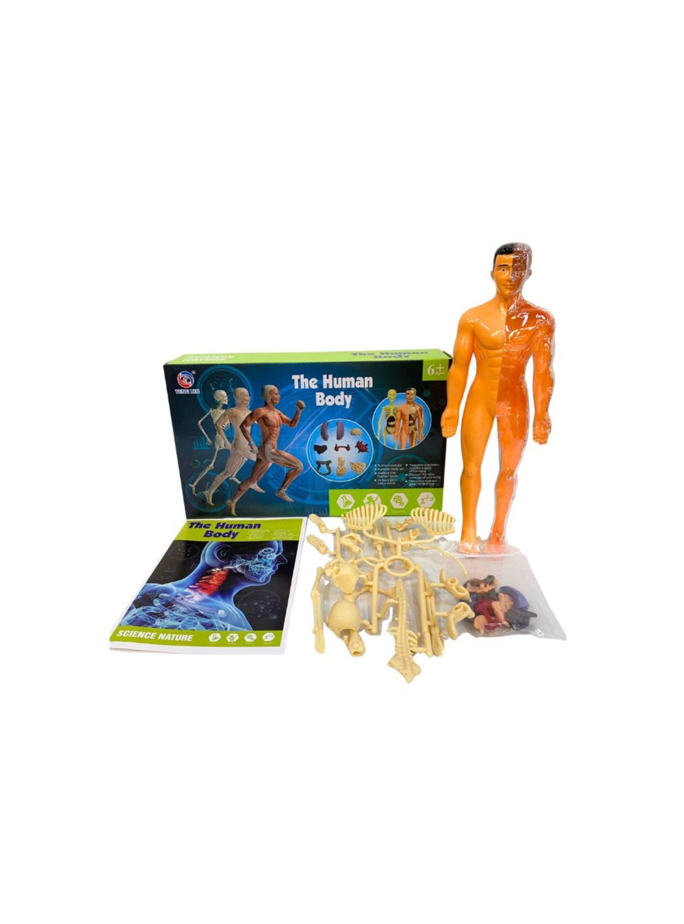 Kit de Aprendizaje Muñeco Cuerpo Humano 3D para Niños-3