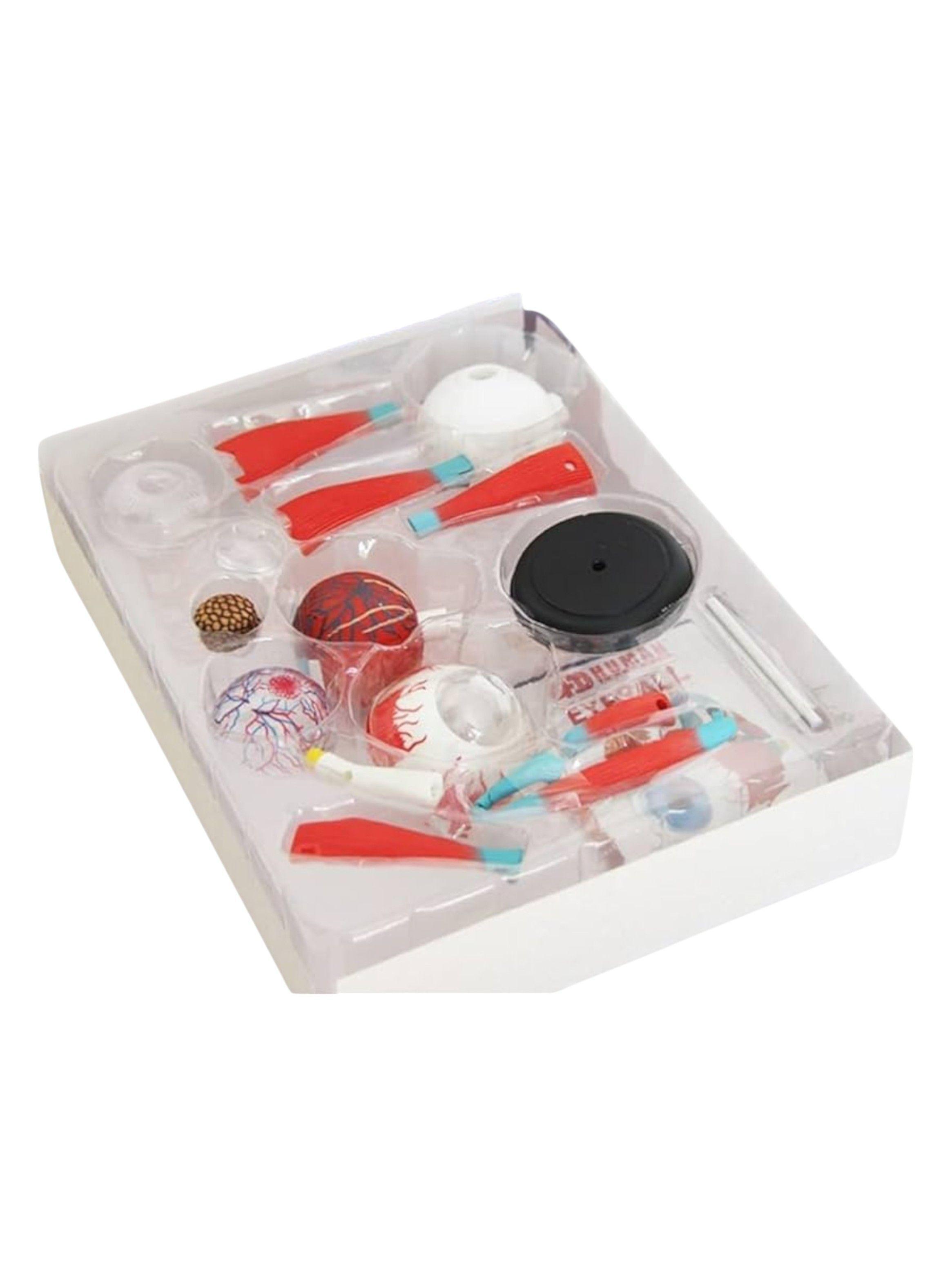 Ojo 4d Didáctico globo ocular Rompecabezas Puzzle Nc17-2