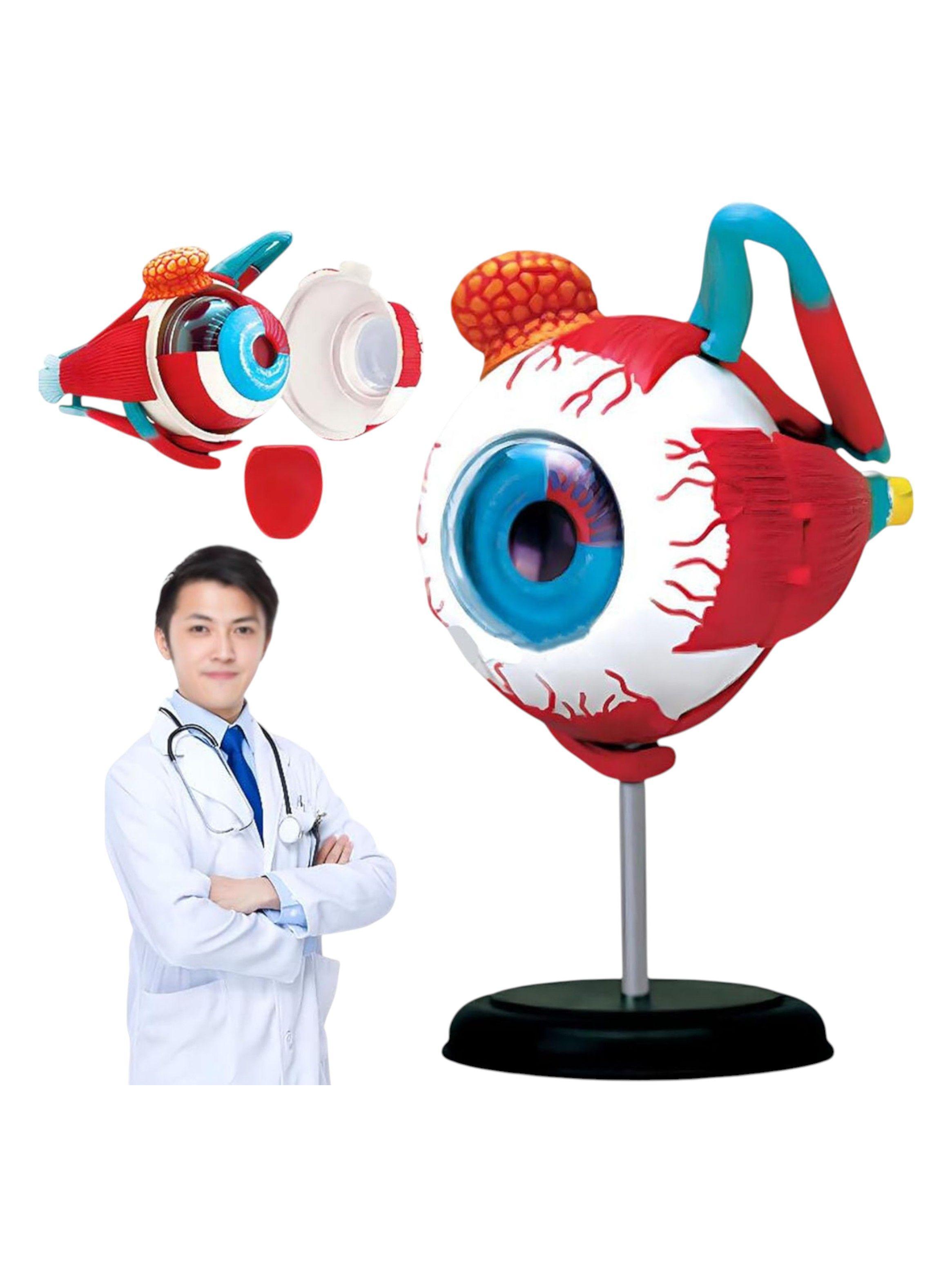 Ojo 4d Didáctico globo ocular Rompecabezas Puzzle Nc17-5