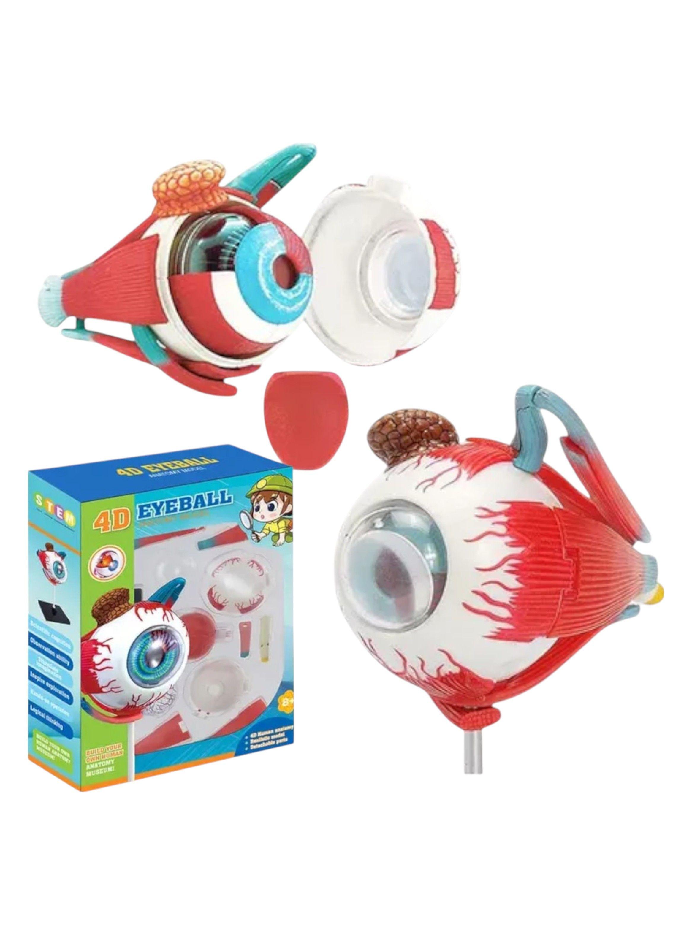 Ojo 4d Didáctico globo ocular Rompecabezas Puzzle Nc17-6
