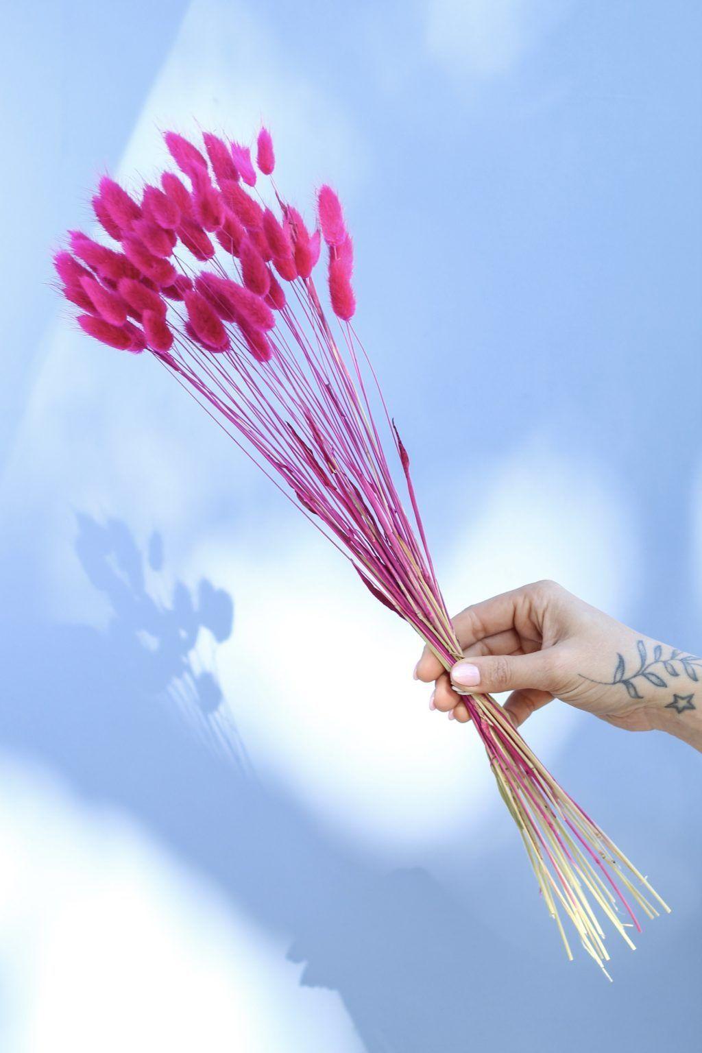 Flores secas-  Bunny Tail Fucsia-0