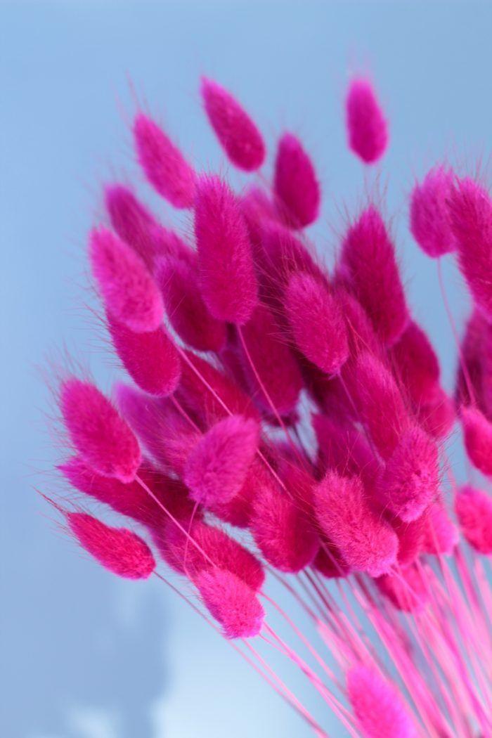 Flores secas-  Bunny Tail Fucsia-1
