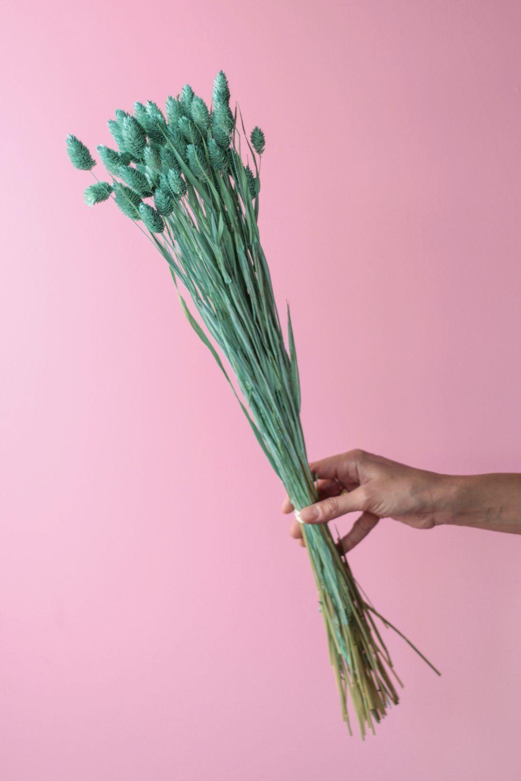 Flores secas- Phalaris Aqua-0