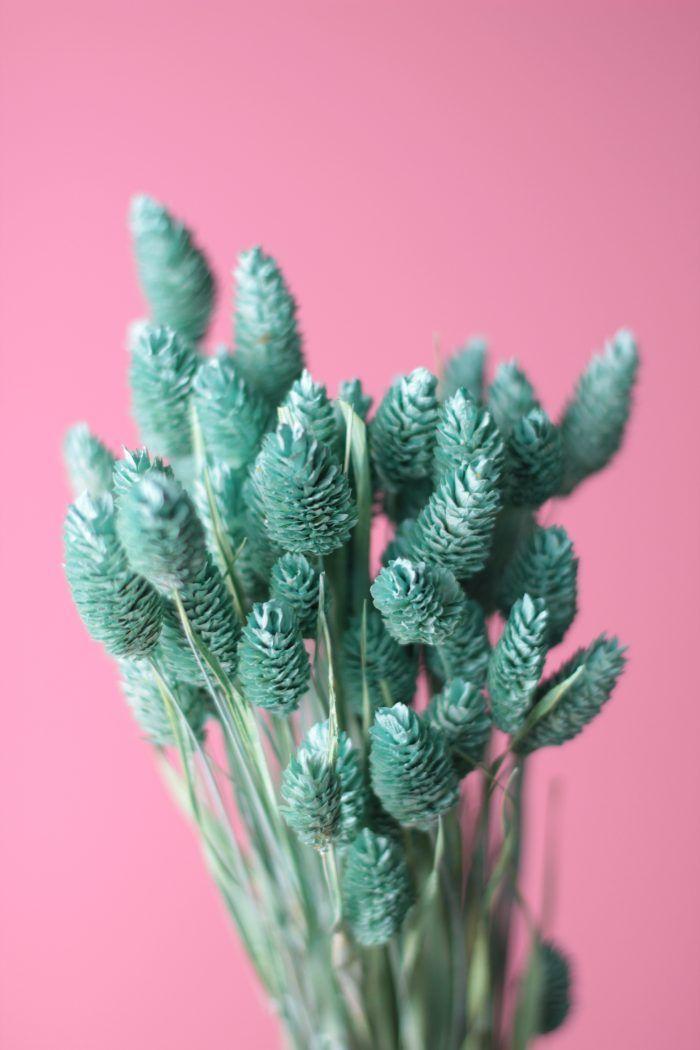 Flores secas- Phalaris Aqua-1
