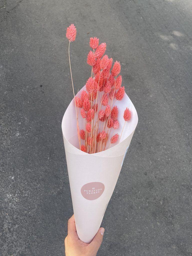 Flores secas- Phalaris Rosado-0