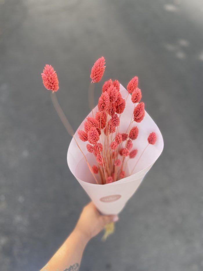 Flores secas- Phalaris Rosado-1