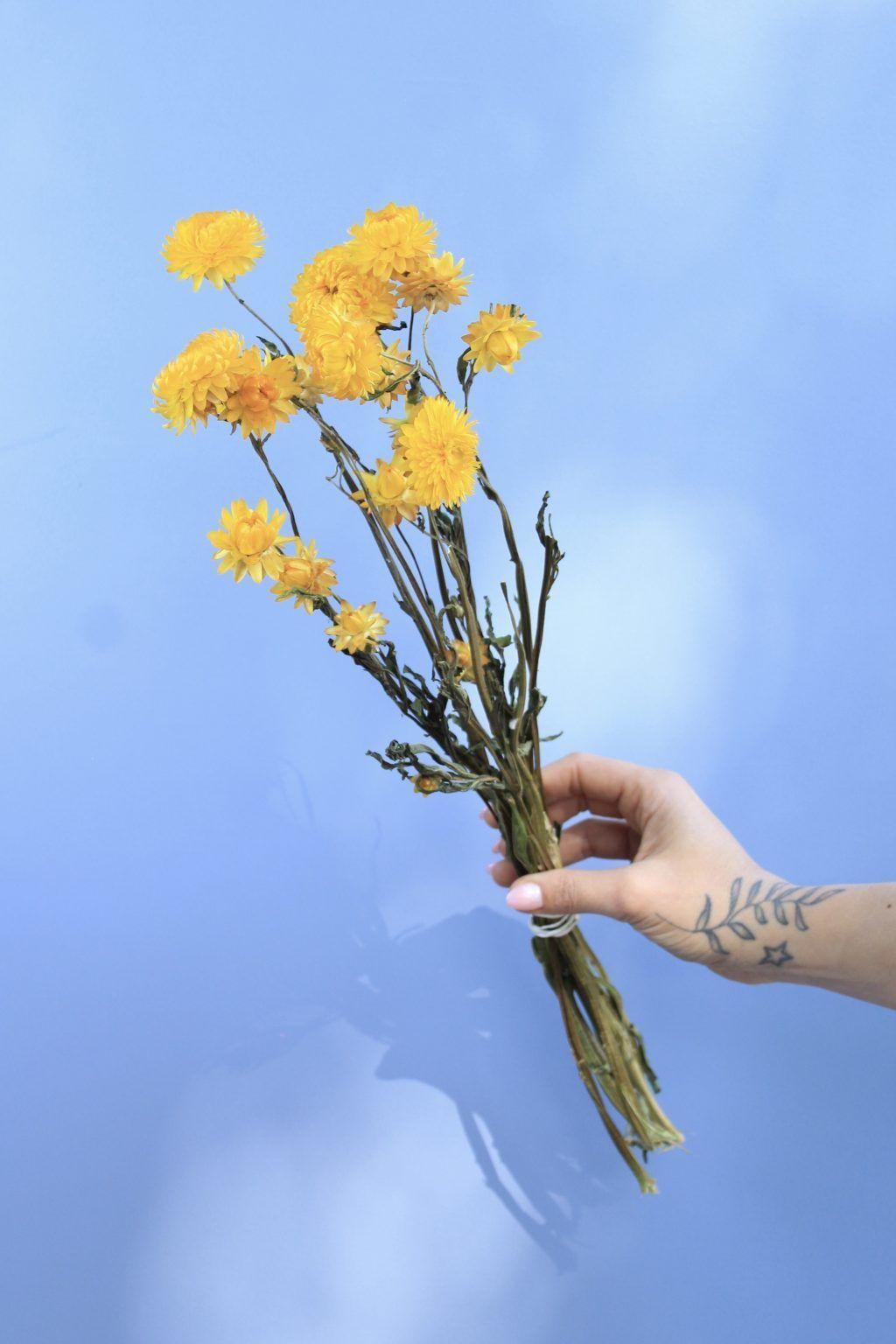 Flores secas- Helicriso Amarillo-0