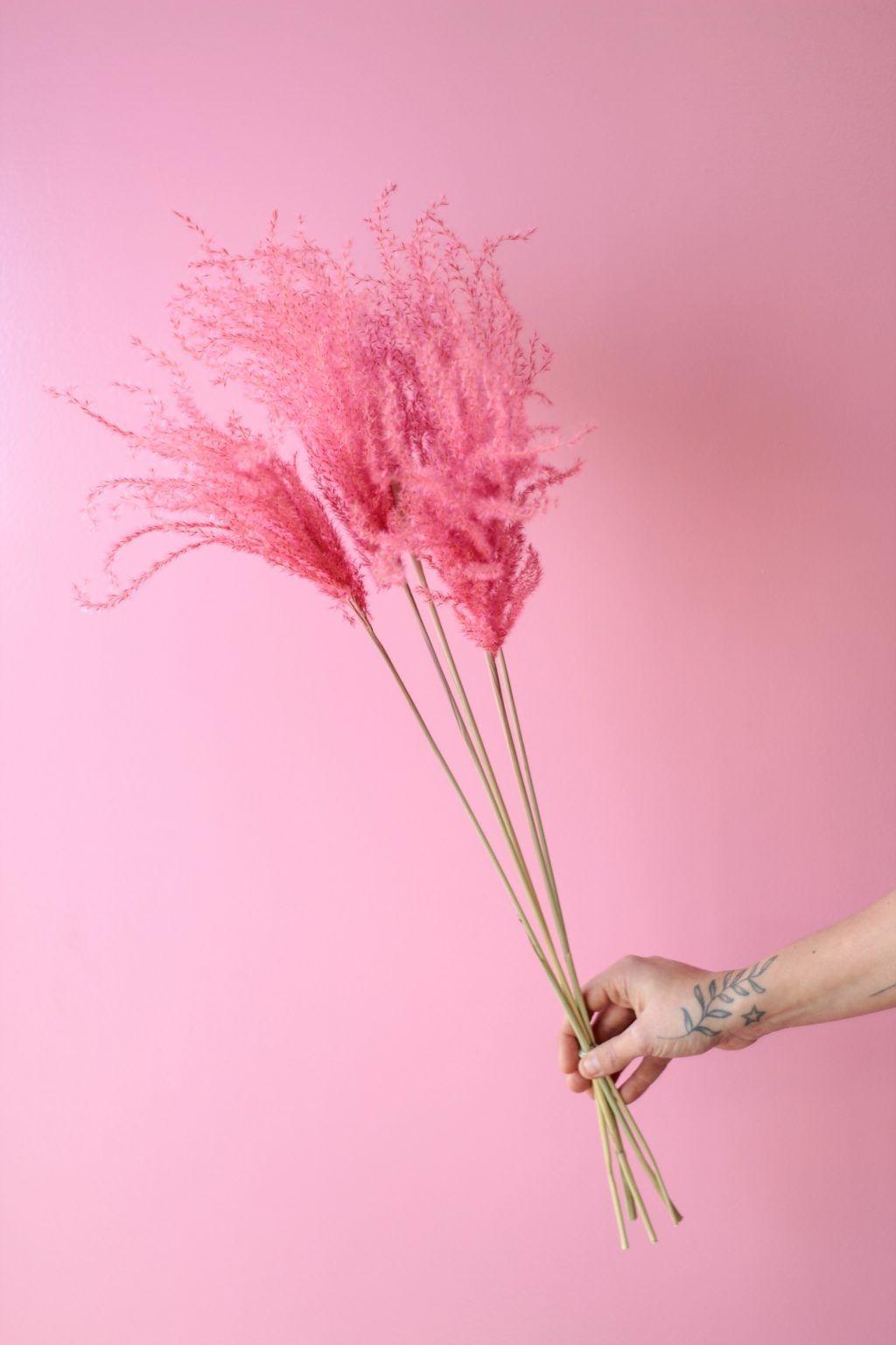 Flores secas-  Miscanthus rosado -0