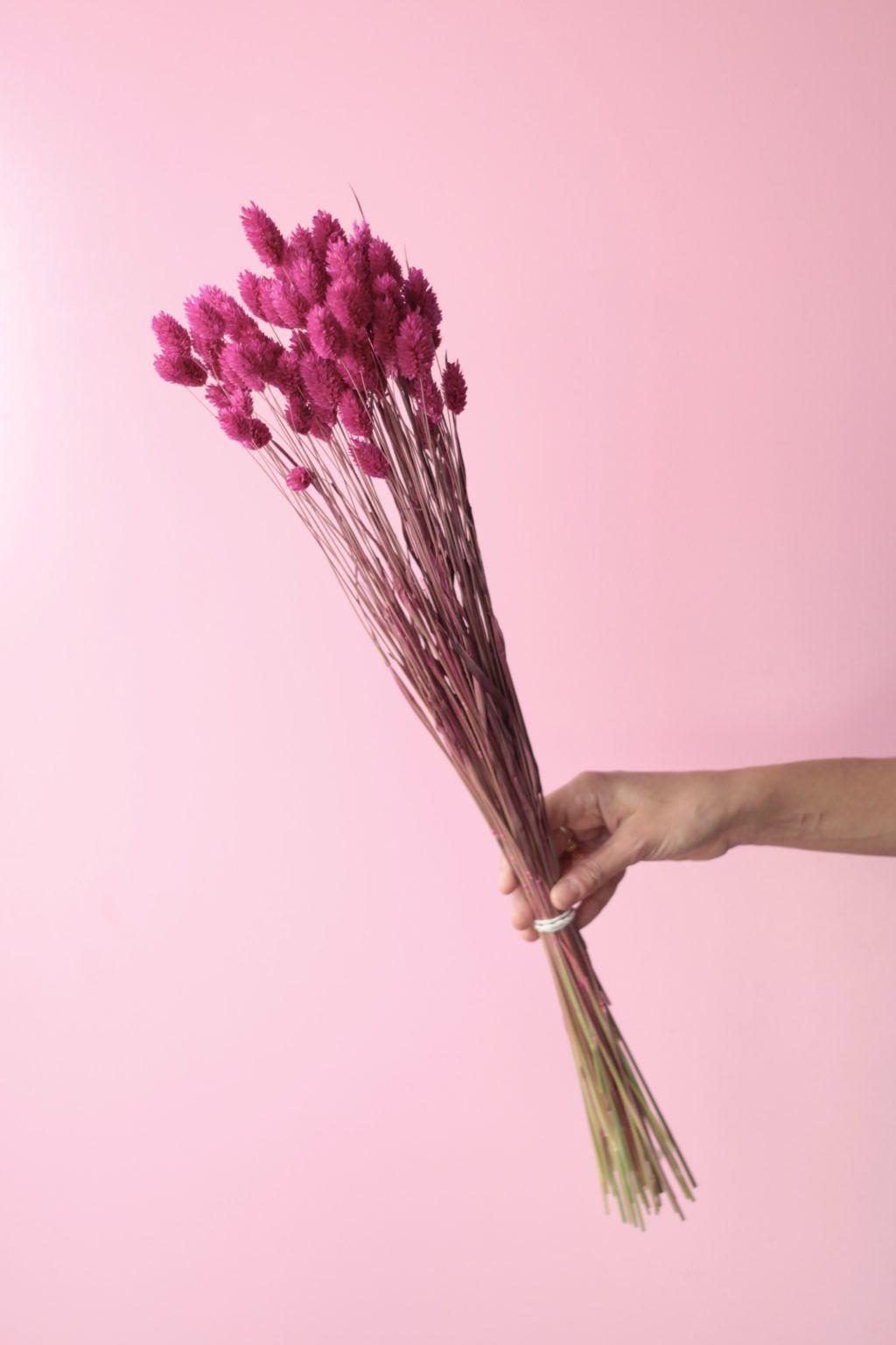 Flores secas- Phalaris Fucsia-1