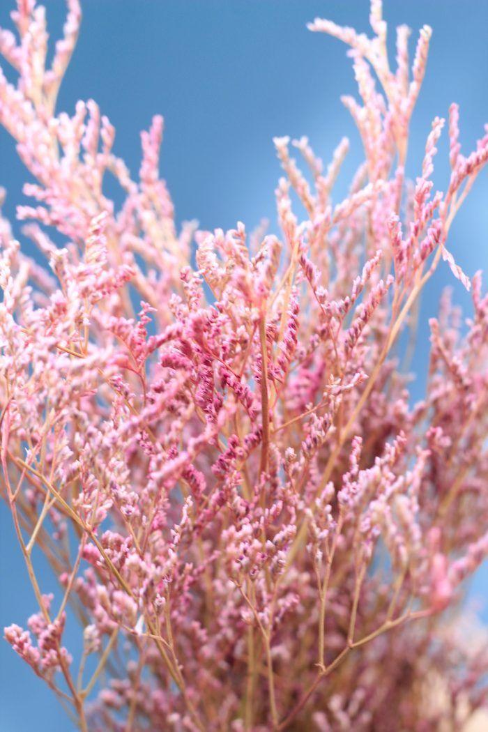 Flores secas- Limonium Rosado -1